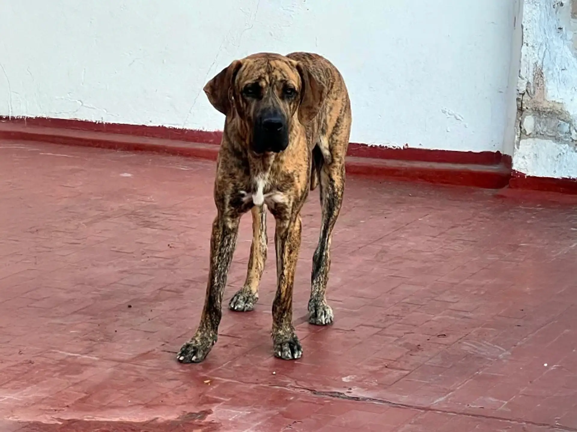 Brazilian Mastiff dog with a brindle coat standing on a red floor, looking forward.