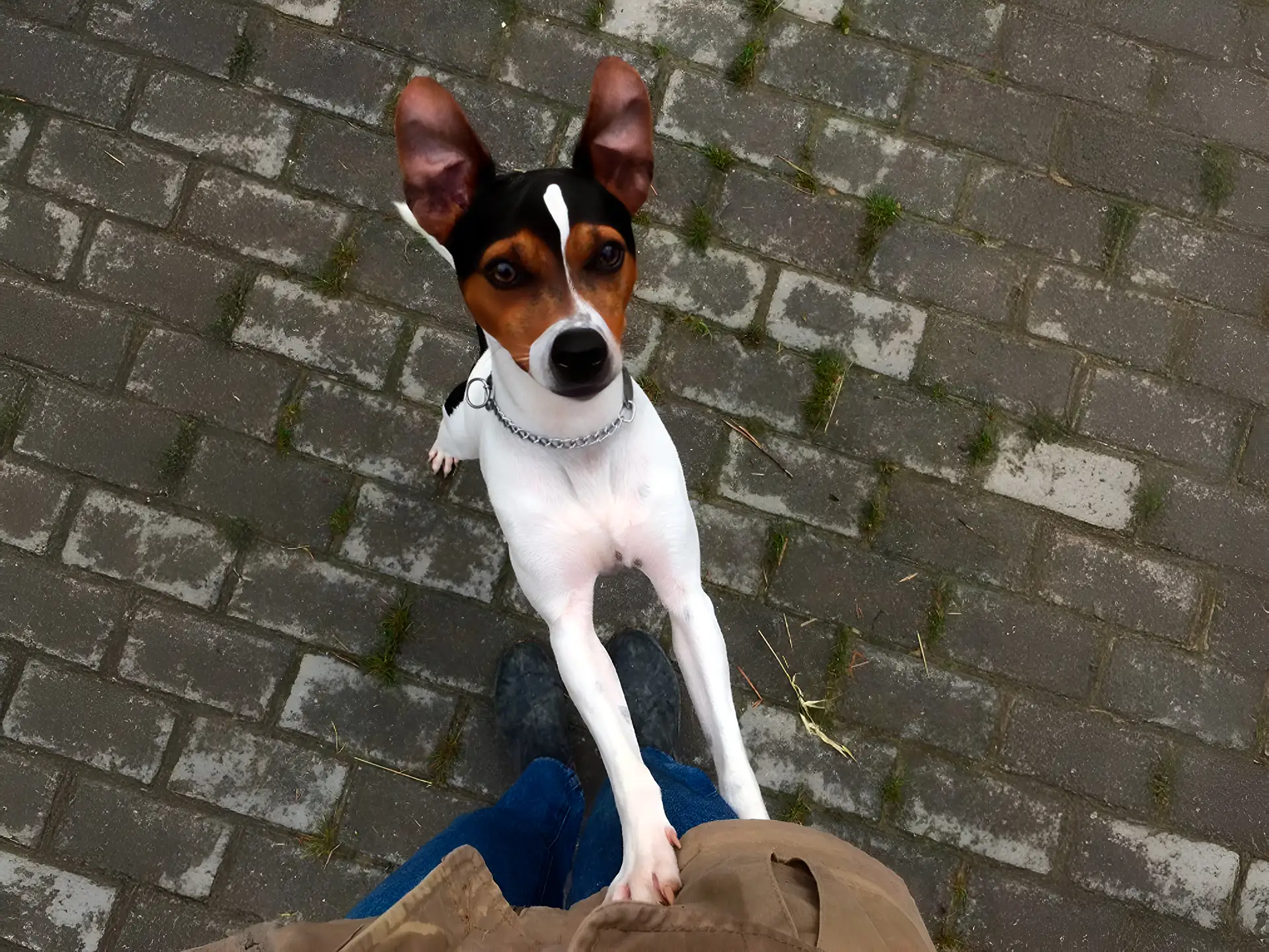 Brazilian Terrier standing on hind legs, looking up at the camera on a stone pavement.