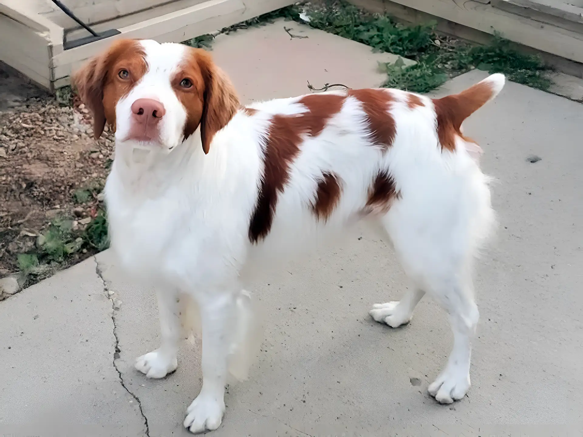 Brittany Spaniel dog with a white and brown coat standing on a concrete path.