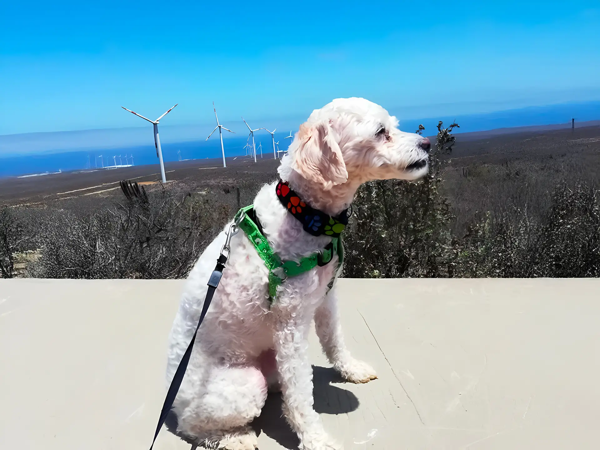 Brittany Spoodle with a curly white coat sitting on a hilltop overlooking wind turbines