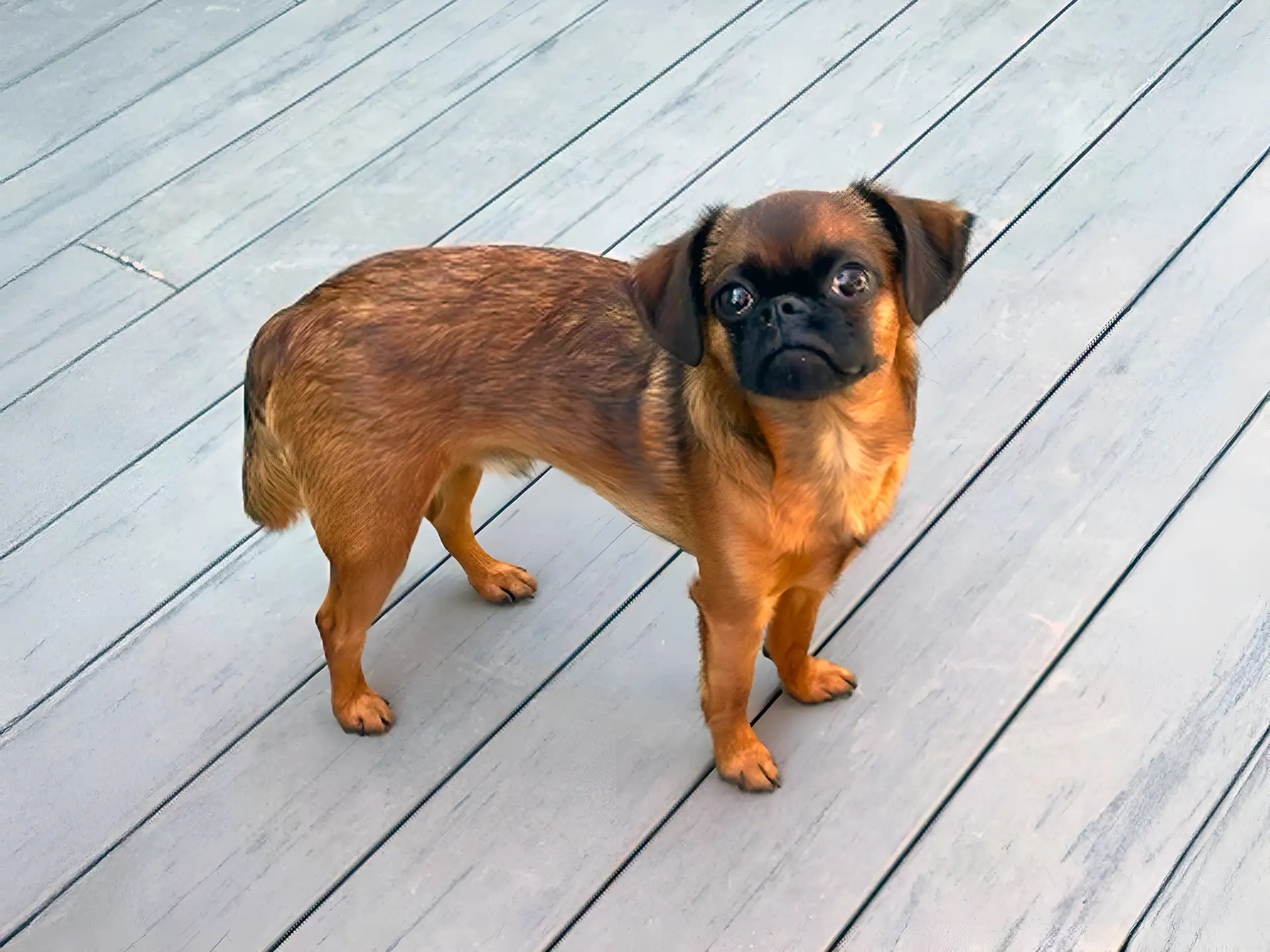 Brussels Griffon with a short brown coat standing on a wooden deck