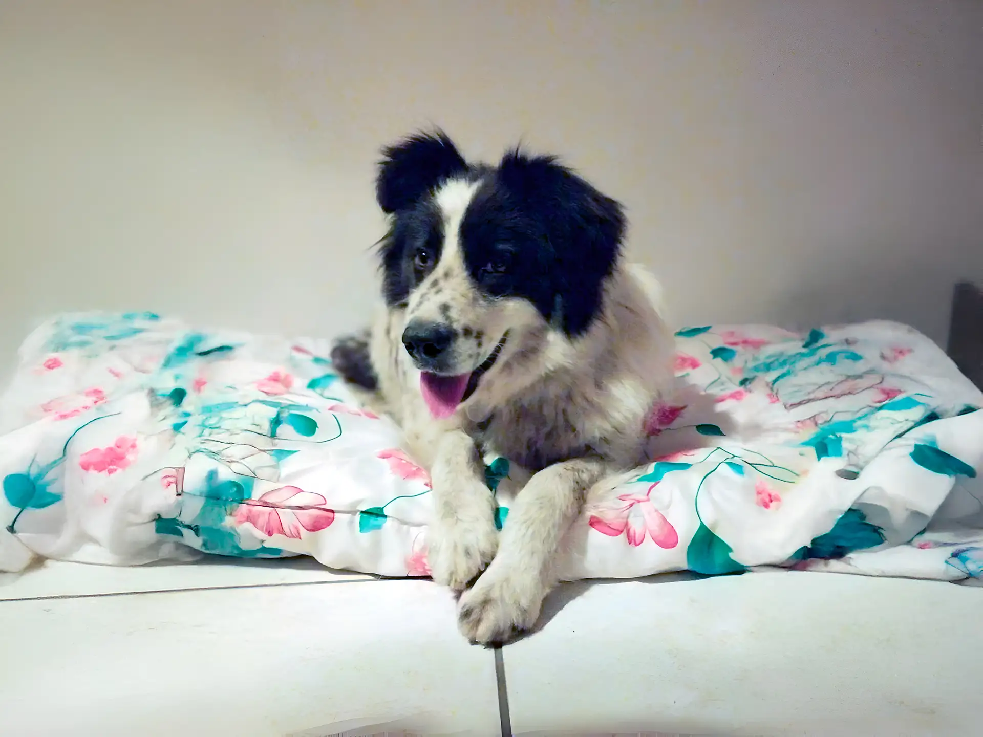 Bucovina Shepherd lying on a floral blanket indoors, with a relaxed expression