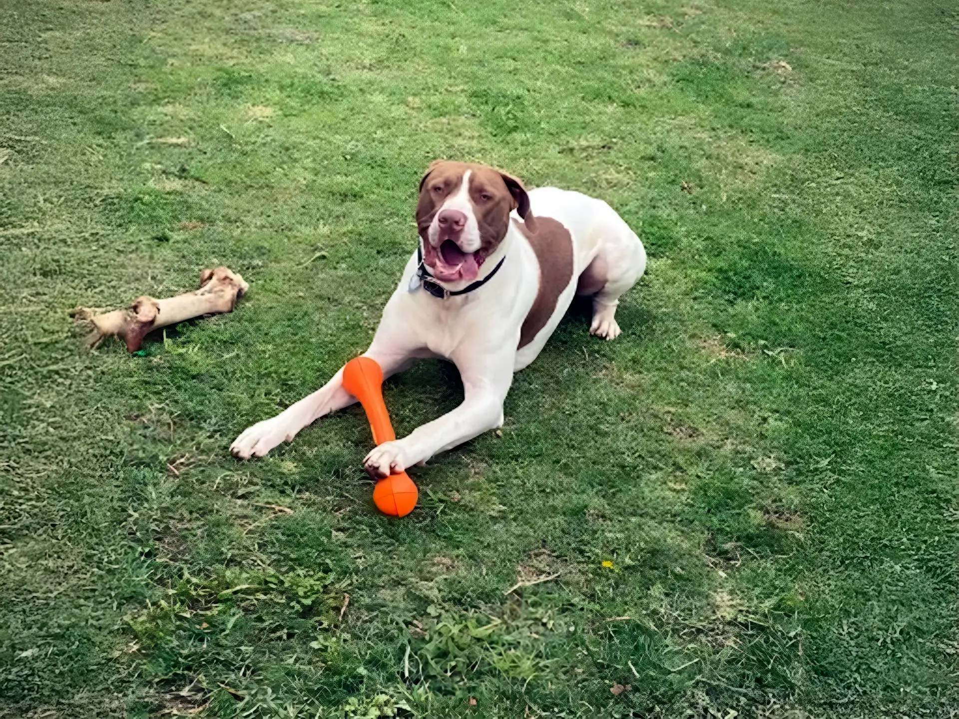 Bull Arab dog lying on grass with an orange toy and a bone