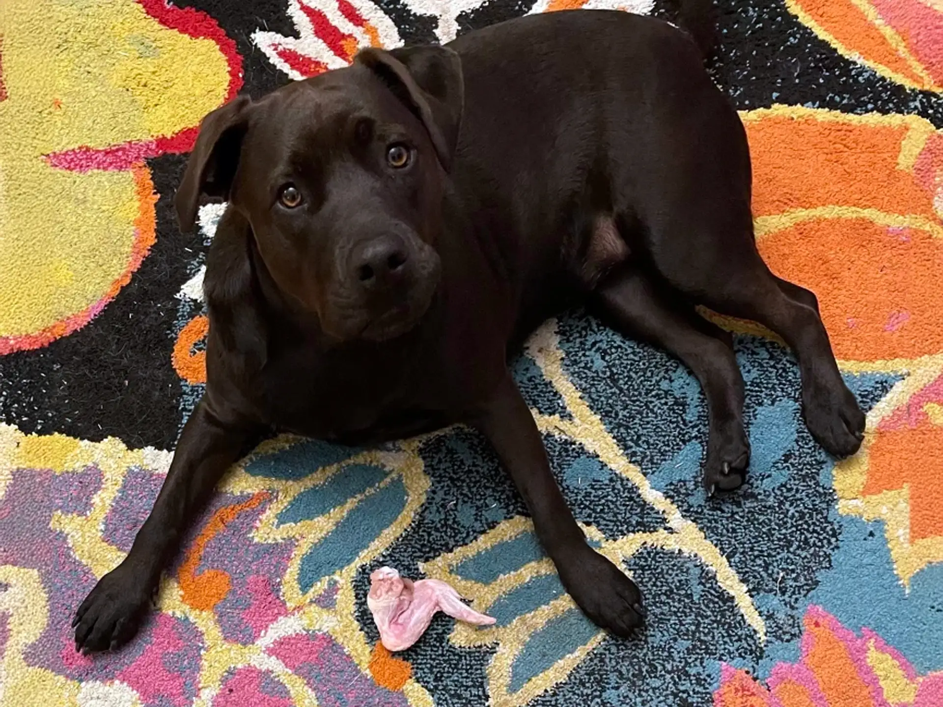 Bullador dog lying on a colorful rug with a curious look.