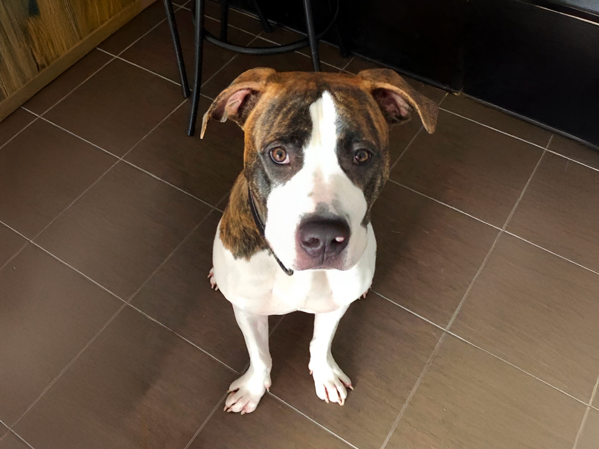 Bullboxer Pit dog sitting indoors with a curious expression.