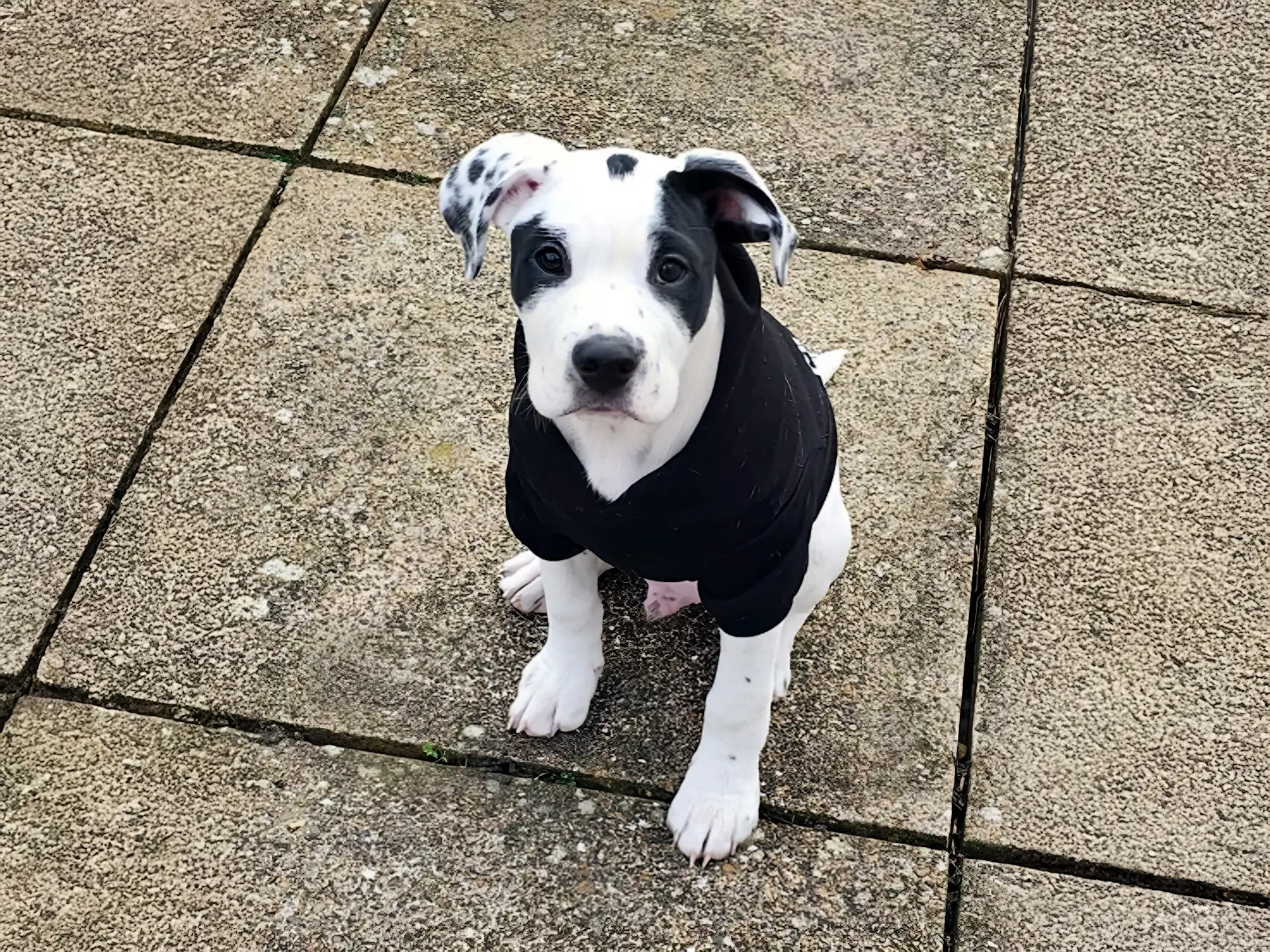 Bullmatian puppy sitting on a tiled outdoor surface.