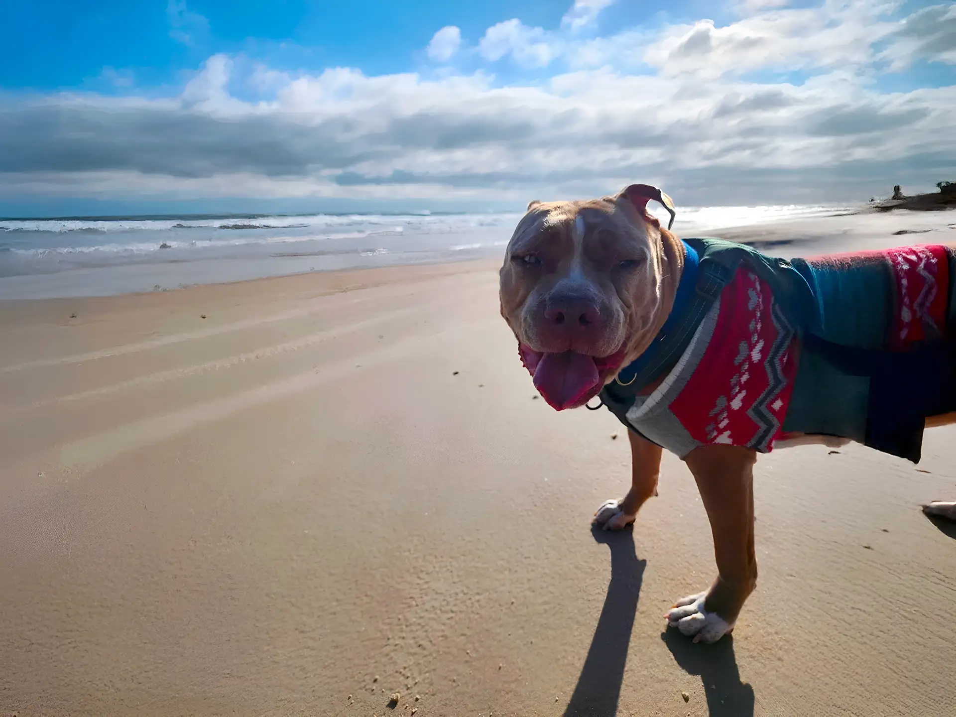 Bully XL wearing a sweater on a sandy beach