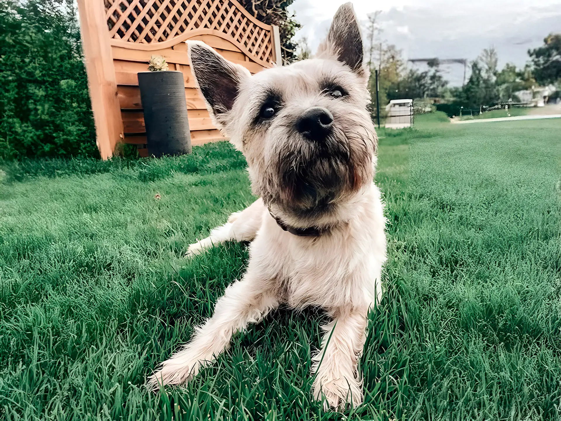 Cairn Terrier lying on green grass in a backyard.