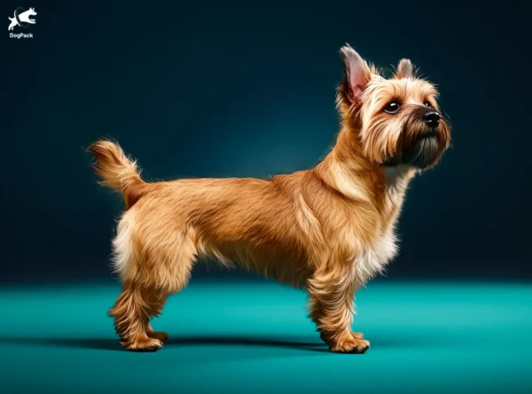 Cairn Terrier