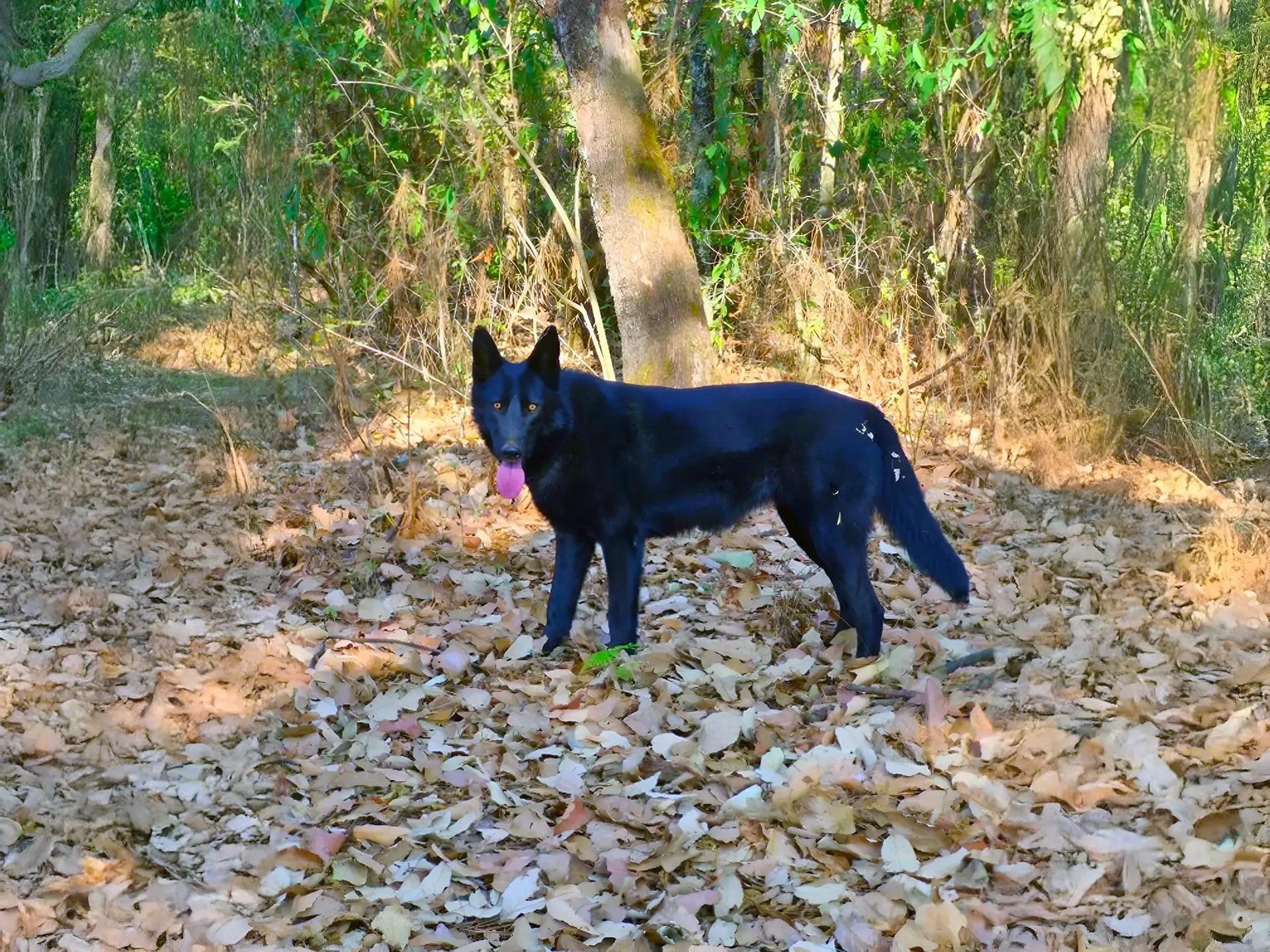 Calupoh dog standing in a forest covered with fallen leaves