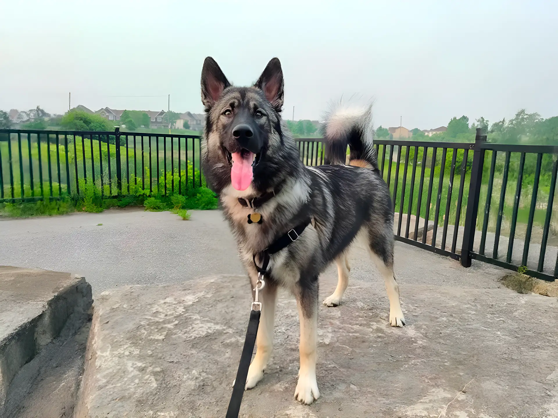 Canadian Eskimo Dog standing on a rock with a fenced background