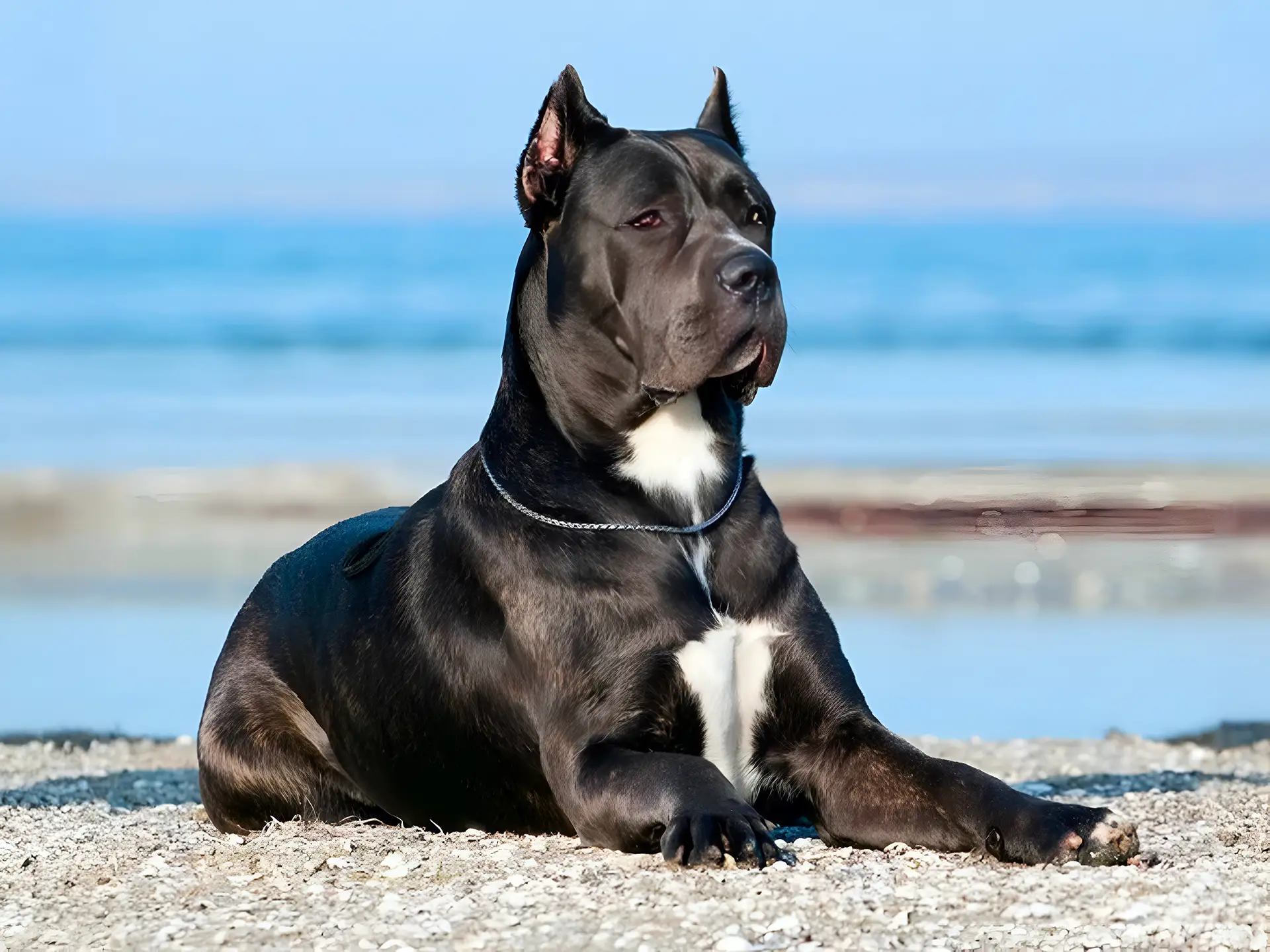 Cane Corso lying on a sandy beach with the ocean in the background.