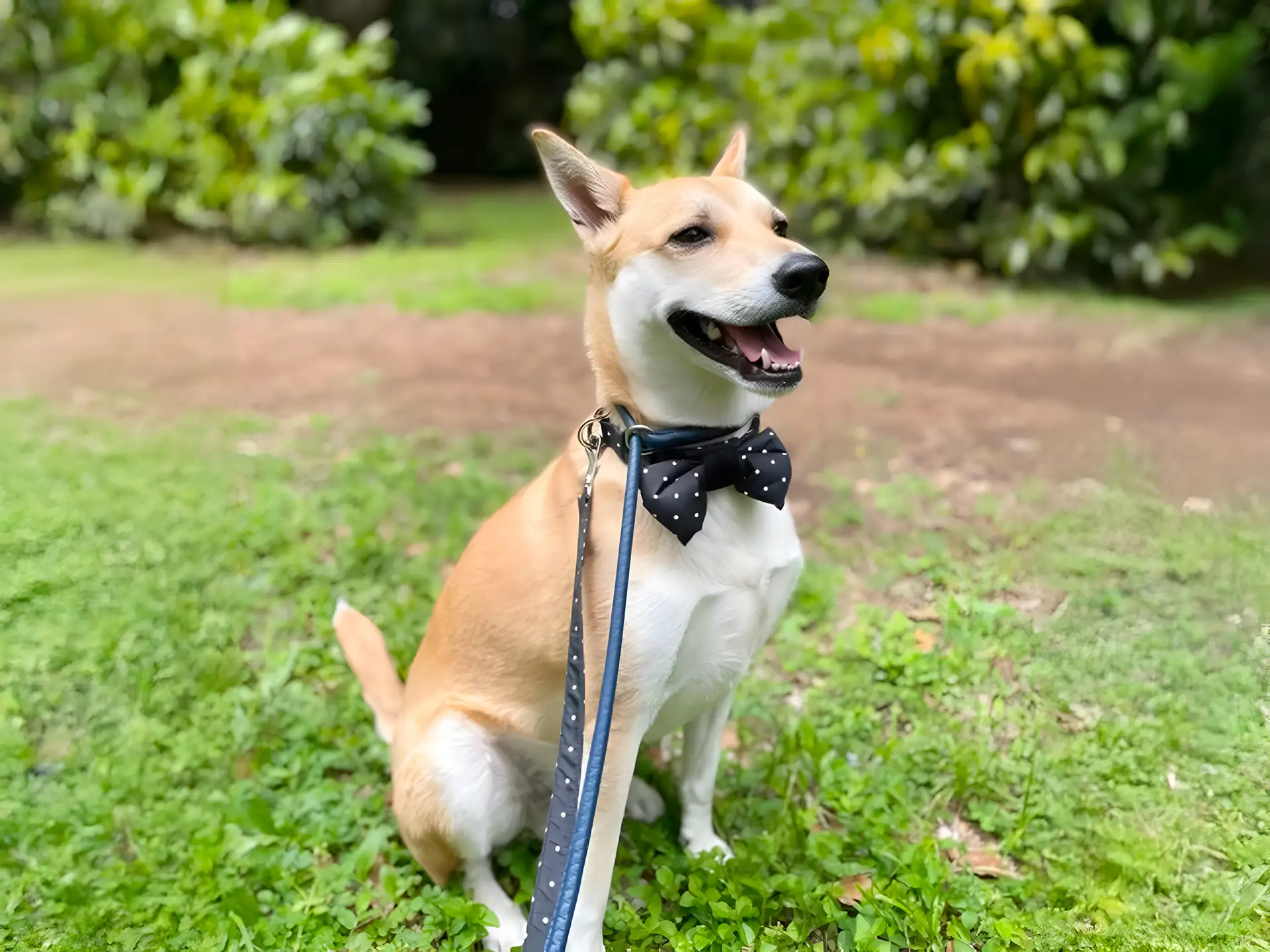 Carolina Dog with a tan coat wearing a black polka-dot bow tie, sitting outdoors on grass