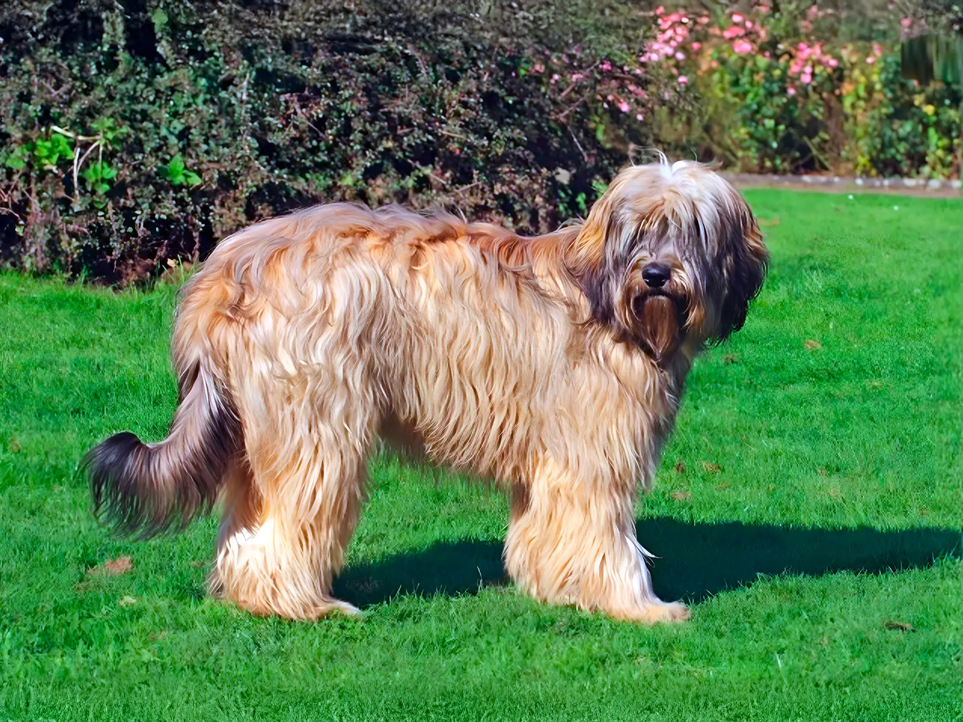 Catalan Sheepdog with long, wavy coat standing on green grass with bushes in the background