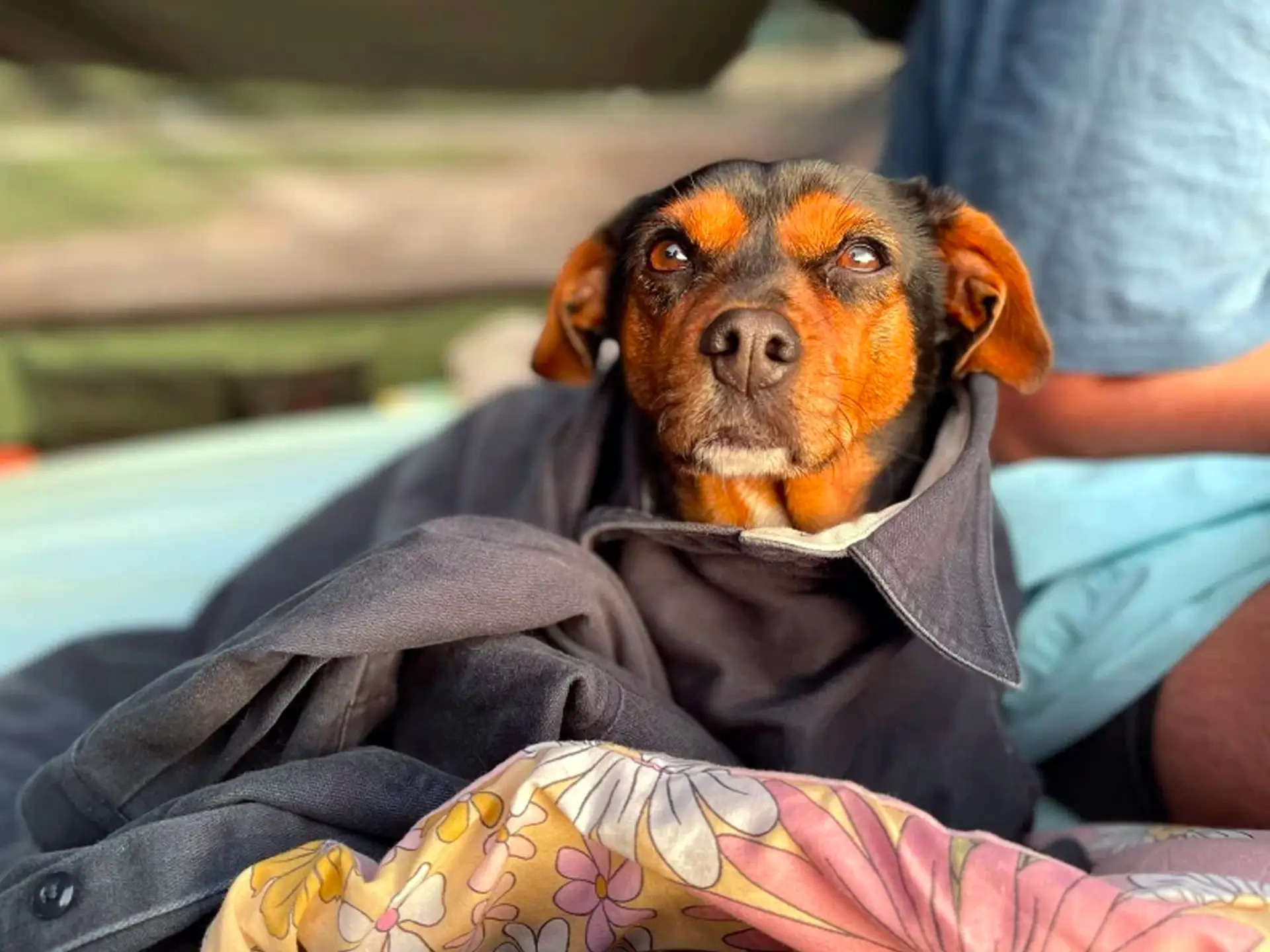 Adorable Cav-a-Jack dog wrapped in a cozy jacket, with a focused expression, lying on a colorful floral blanket outdoors