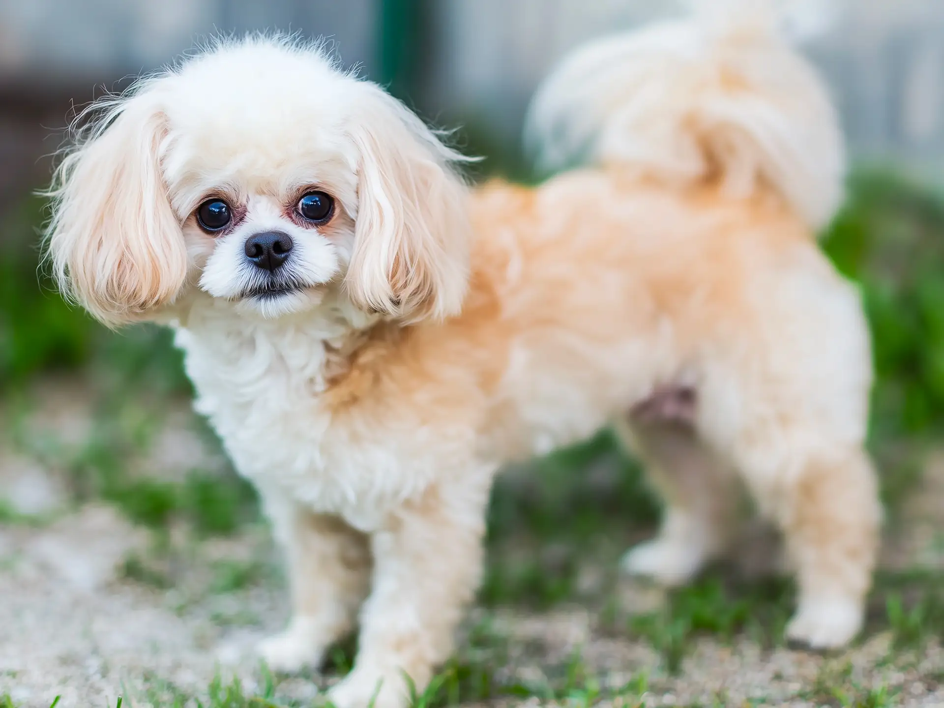 Adorable Cavachon with a cream and tan fluffy coat, standing on a sandy surface, displaying its gentle expression