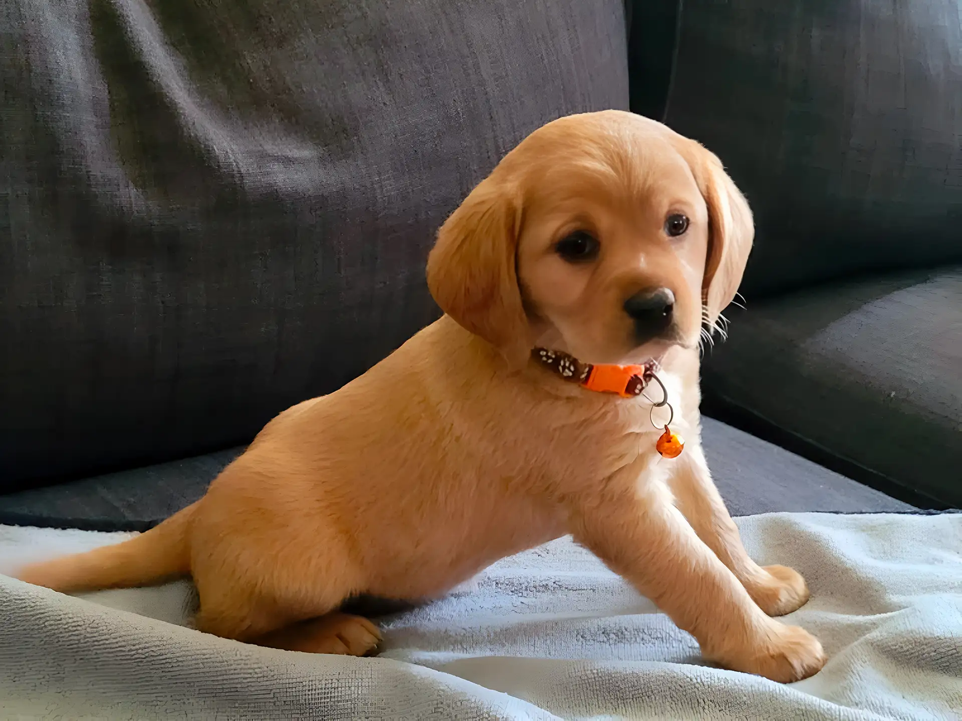 Cute Cavador puppy with a tan coat sitting on a blue blanket, wearing an orange collar and looking alert on a dark sofa