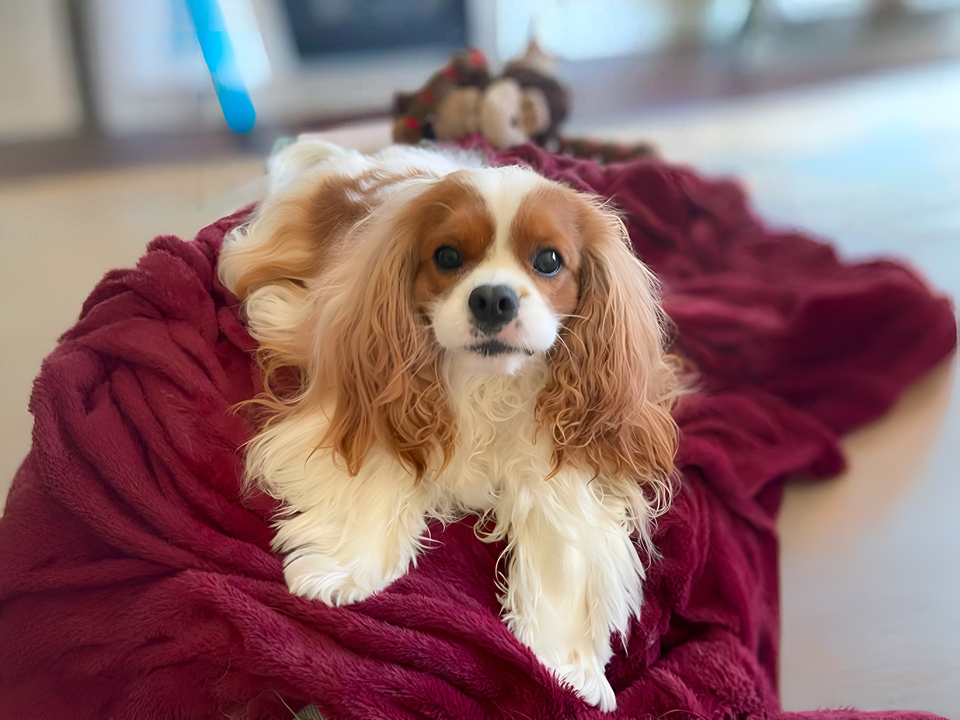 Cute Cavalier King Charles Spaniel lying on a red blanket indoors, with long flowing ears and a gentle expression.