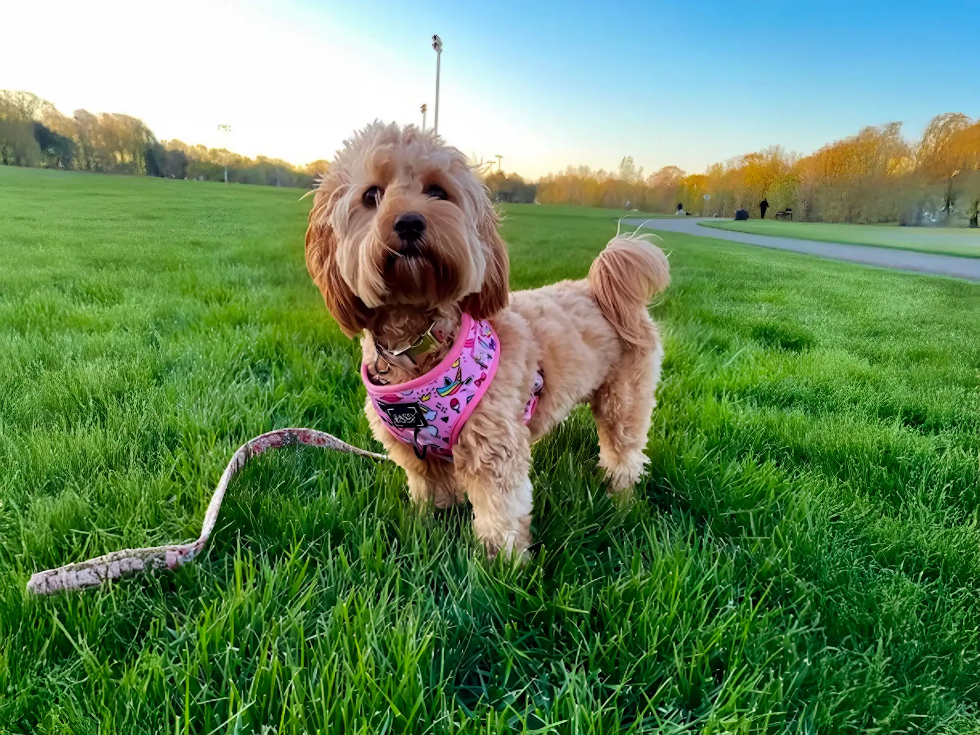 Adorable Cavoodle standing on green grass in a park wearing a pink harness, looking curious and playful outdoors