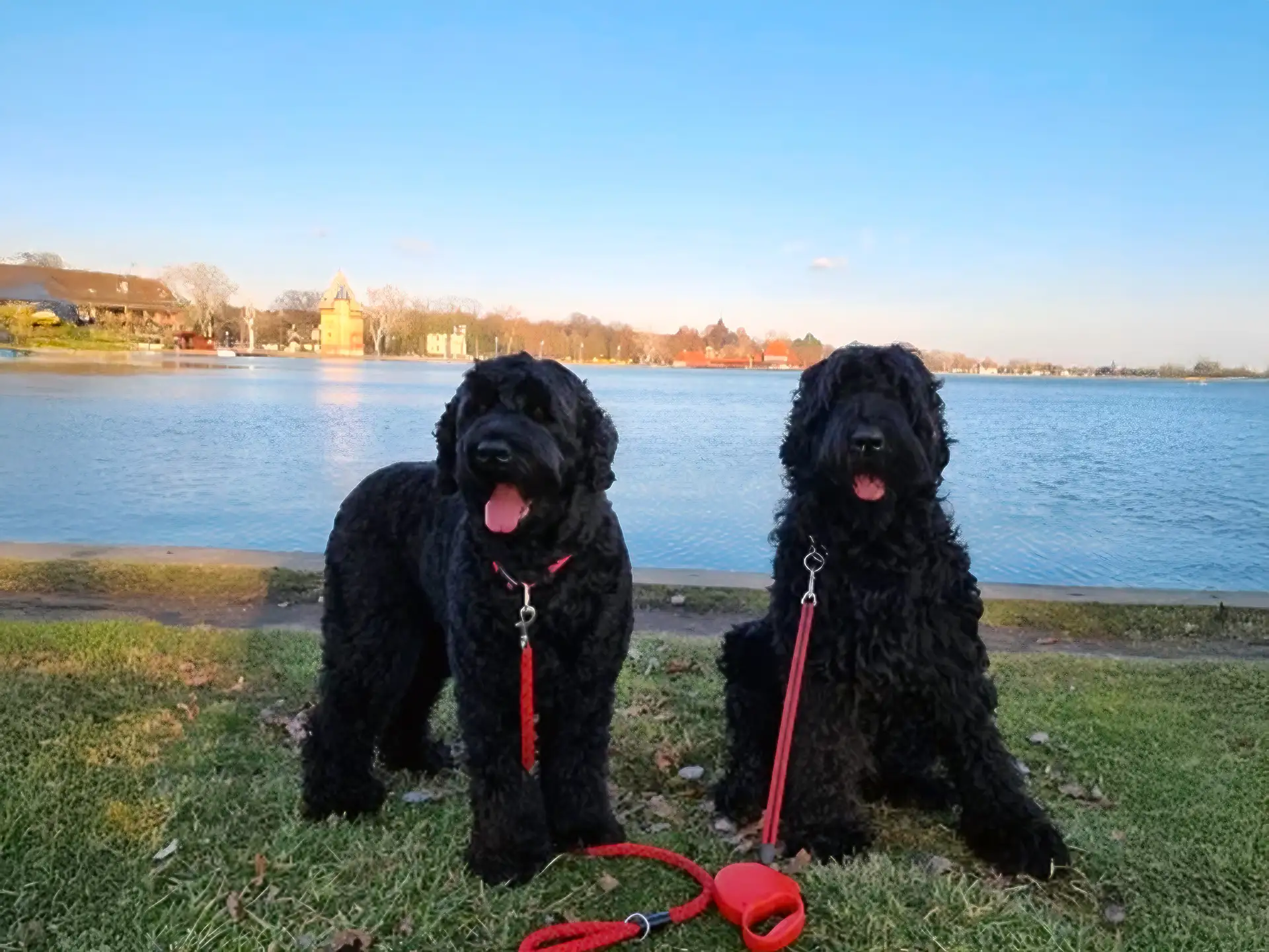 Two Black Russian Terriers sitting on grass near a lake with red leashes and panting happily in the sunlight