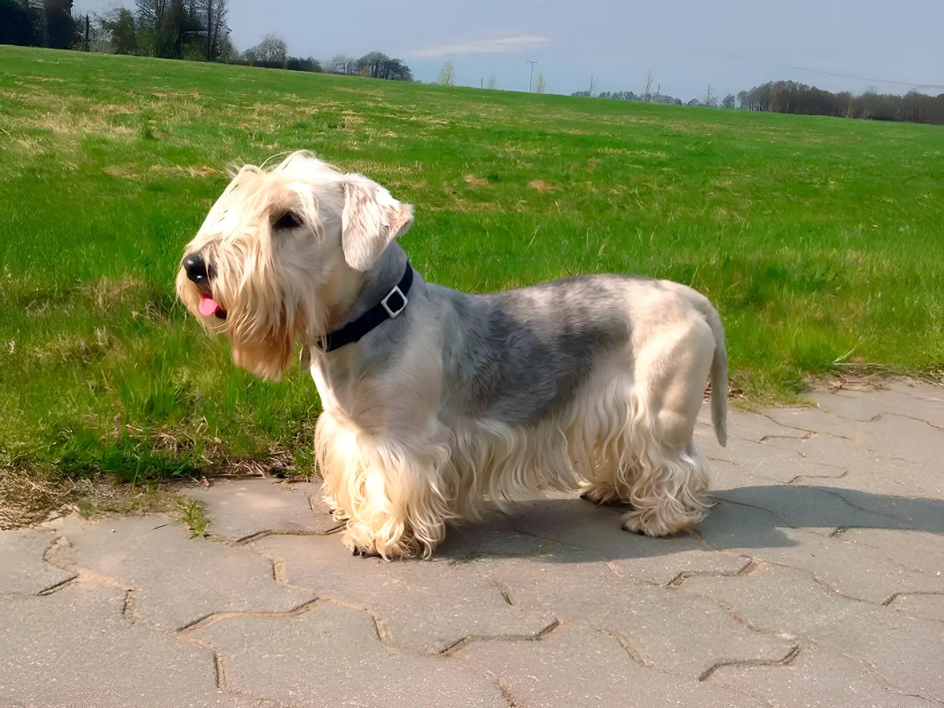 Cesky Terrier standing on a paved path, showcasing its distinctive long coat and short legs in a green outdoor setting