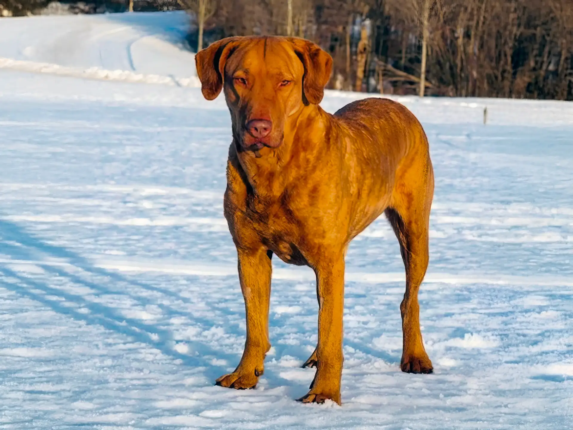 Chesapeake Bay Retriever standing in snowy field, showcasing its muscular build and rich brown coat in winter scenery.