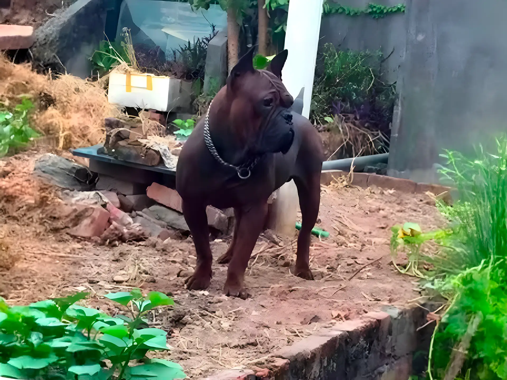 Chinese Chongqing Dog with muscular build and distinct dark coat standing outdoors in a garden setting