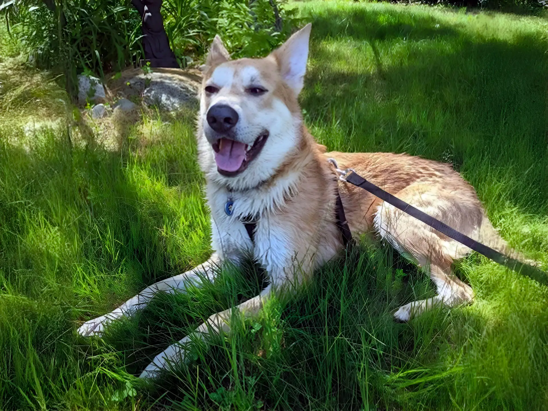 Chinook dog lying in green grass on a sunny day, wearing a leash and harness