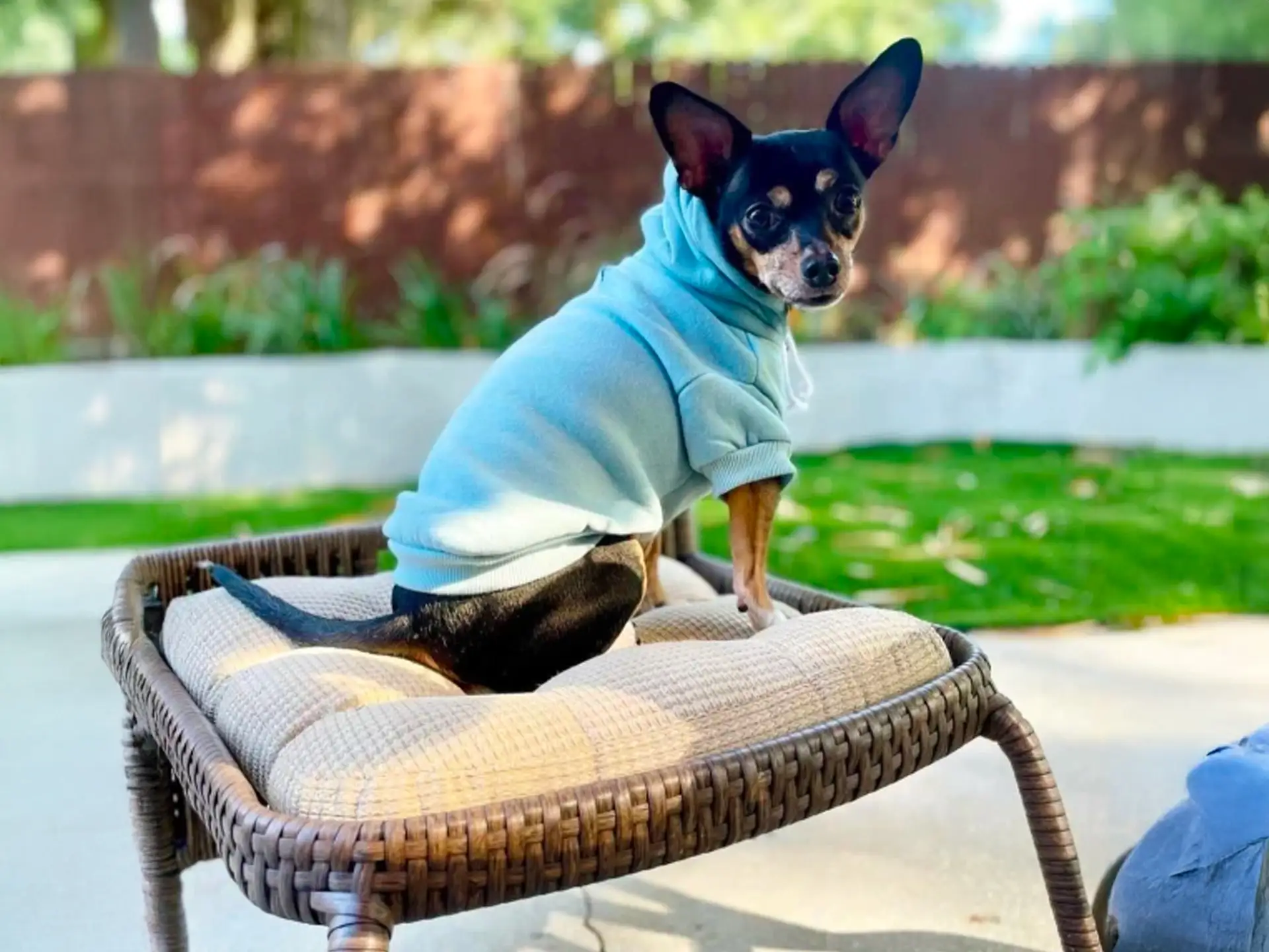 Chipin dog wearing a blue hoodie, sitting on a cushioned outdoor chair in a backyard setting.