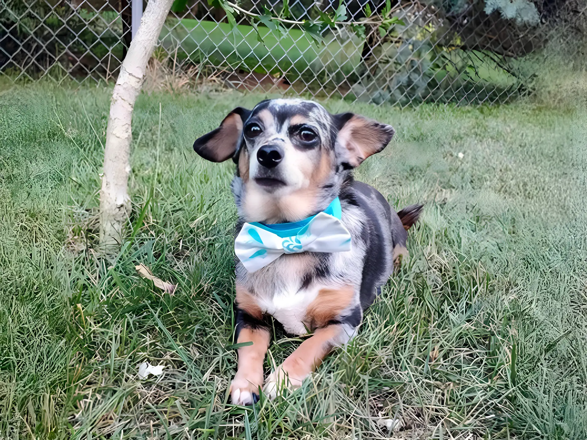 Chiweenie dog wearing a bowtie, lying in the grass near a tree in a fenced backyard