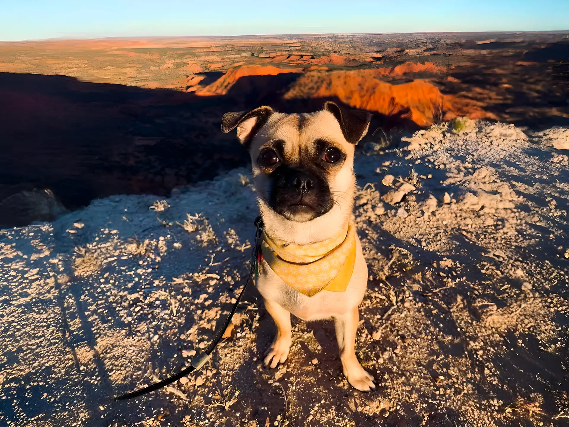 Chug dog with a yellow bandana sitting on a mountain at sunset, overlooking a scenic landscape