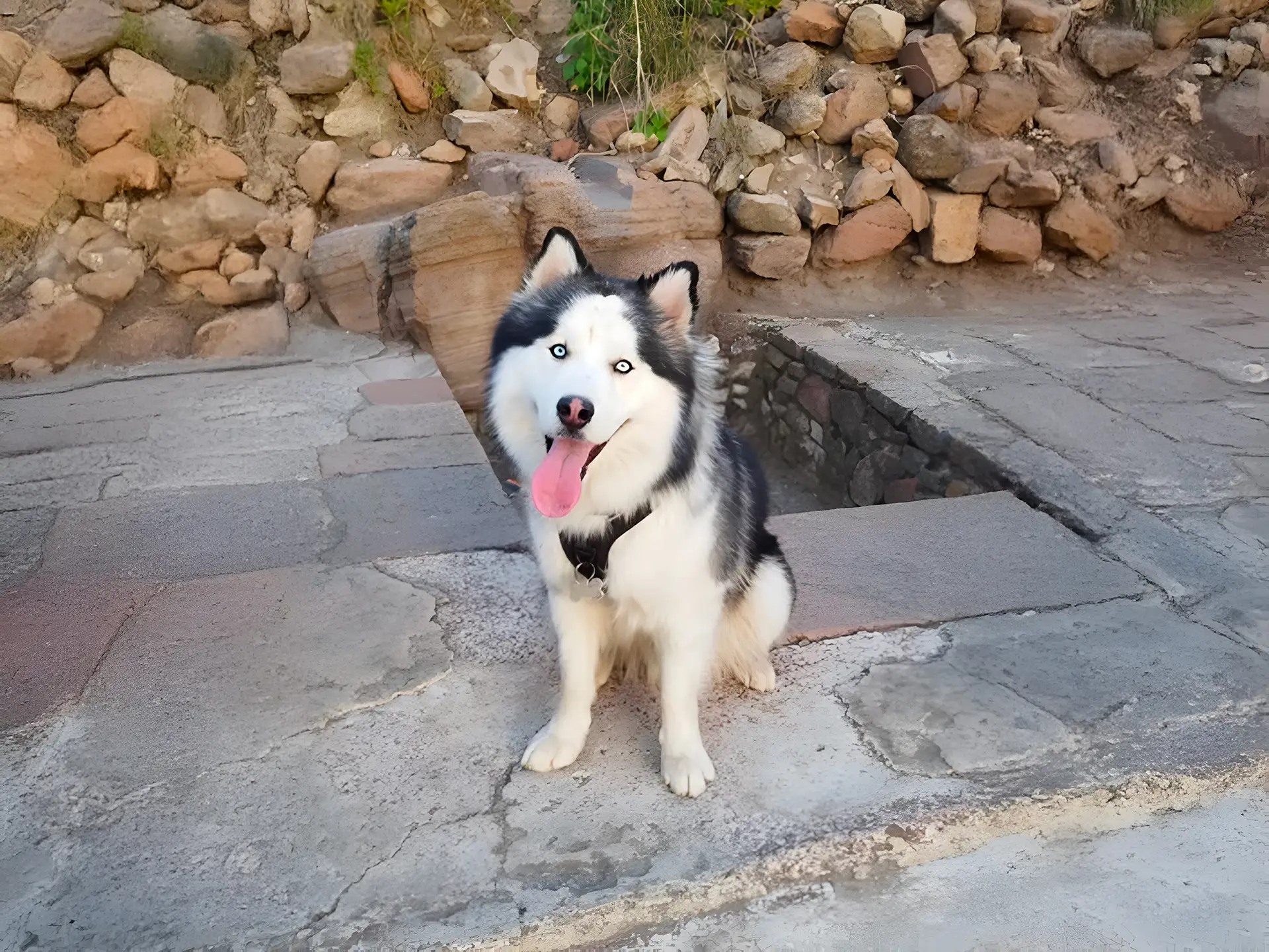 Chusky dog with blue eyes sitting on a stone path with rocks in the background, tongue out and looking happy.