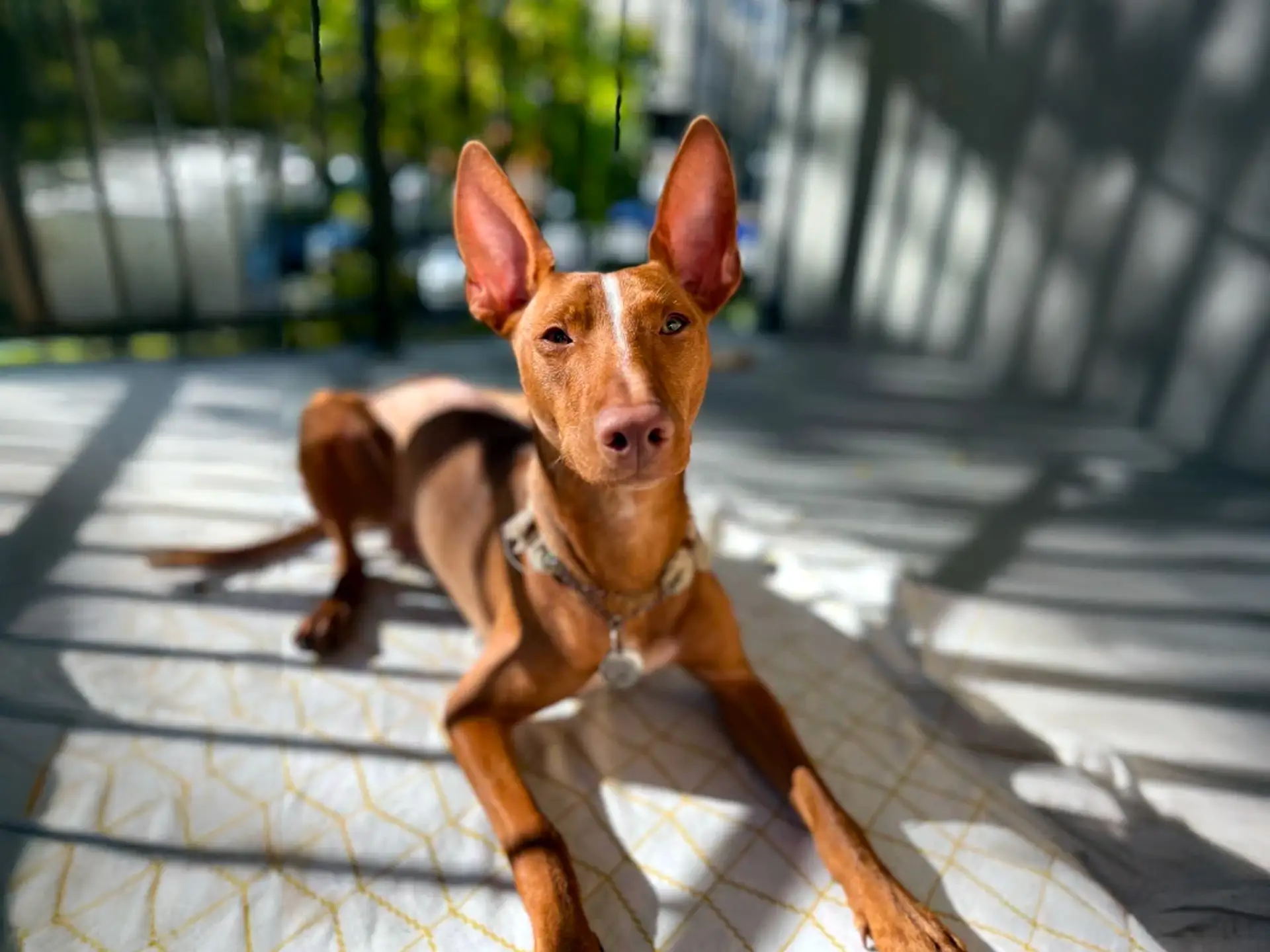 Cirneco dell'Etna dog lounging in sunlight with large, pointed ears