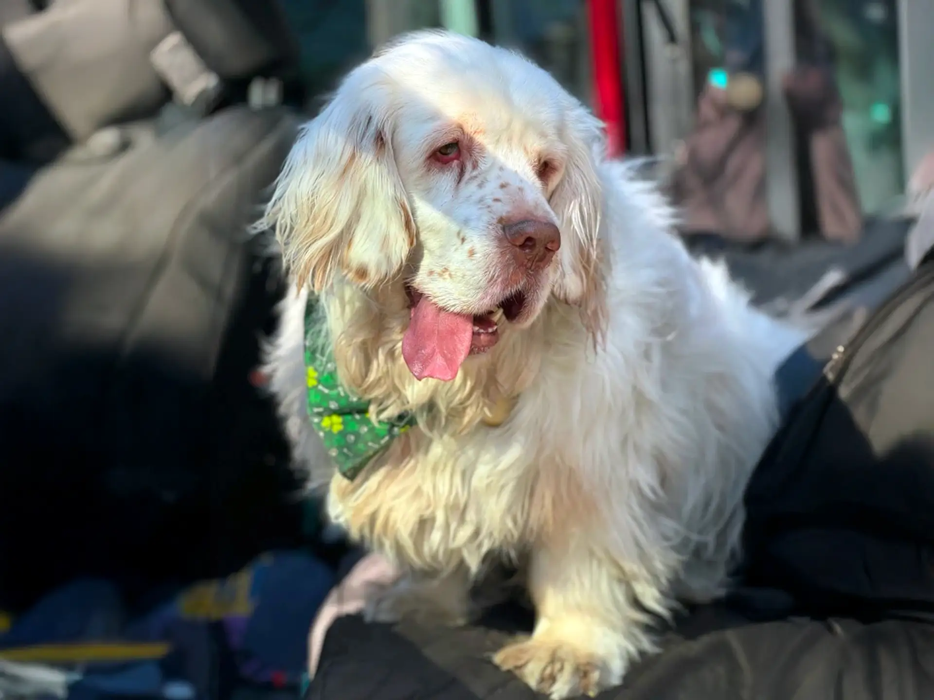 Clumber Spaniel dog sitting with green bandana indoors