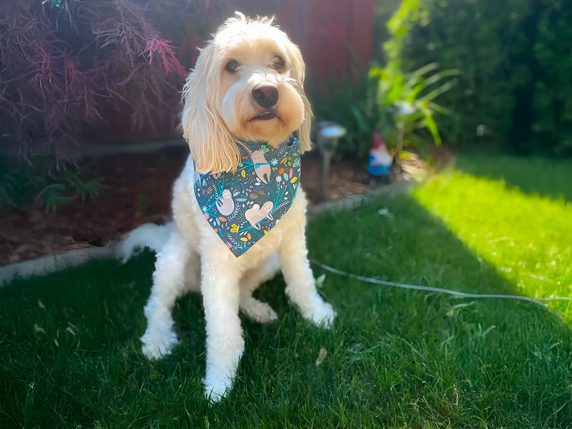 Cockapoo wearing a colorful bandana, sitting on grass in a garden.