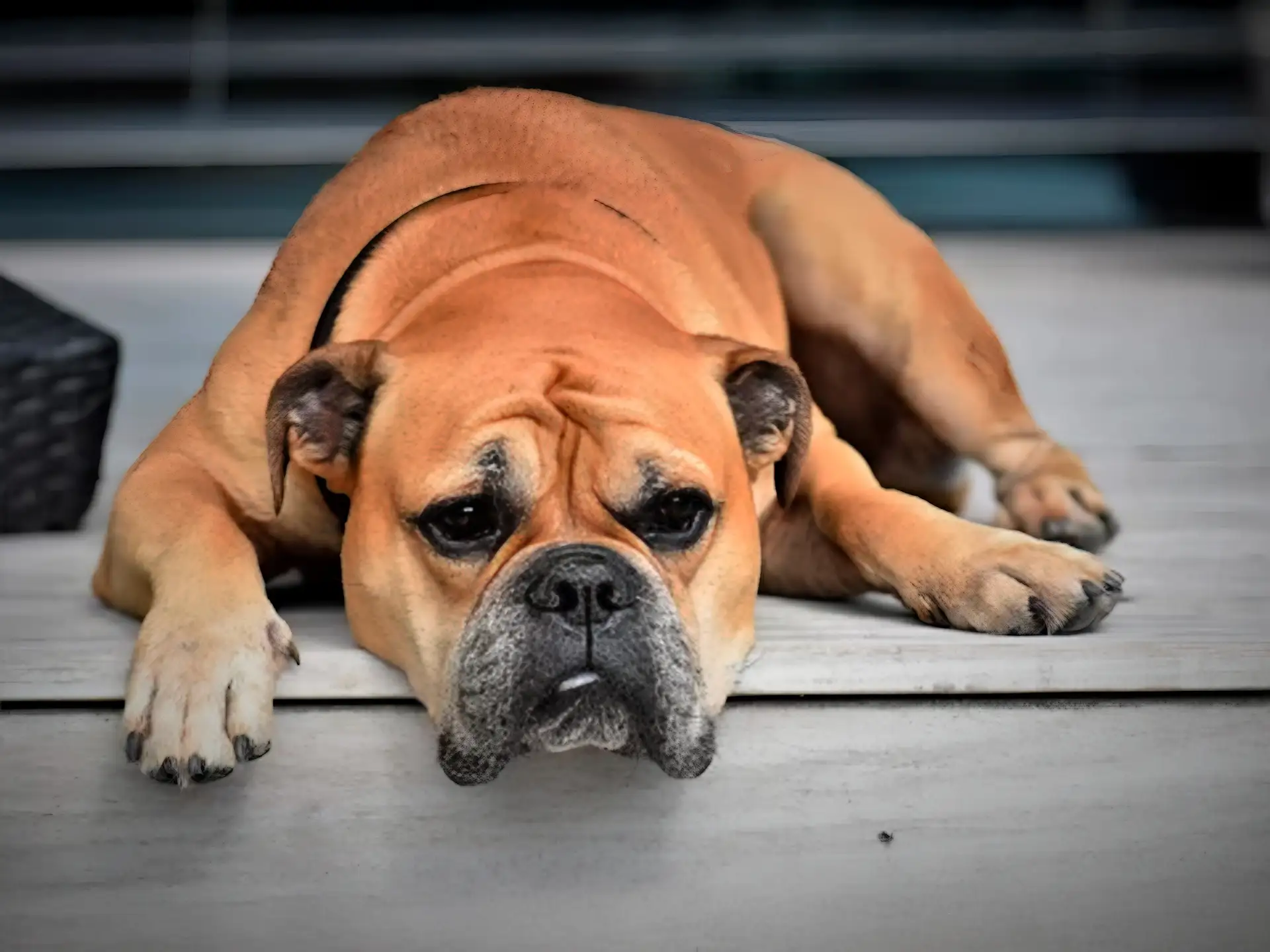 Continental Bulldog lying down on wooden floor, looking relaxed