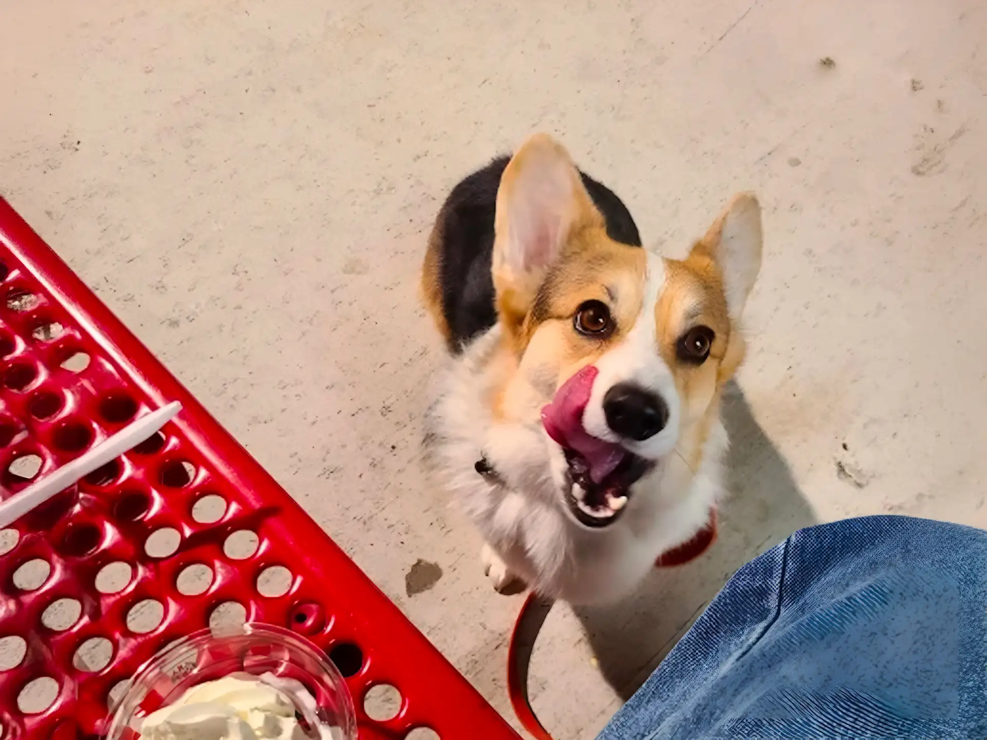 Corgi Inu licking its nose beside a red table with a bowl of ice cream