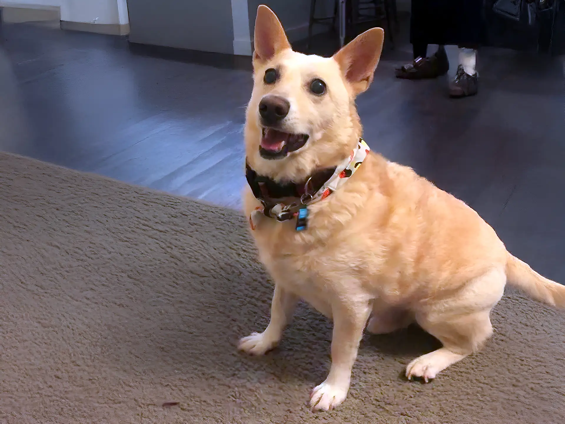 Happy Corgidor dog with tan coat sitting indoors on a carpet.