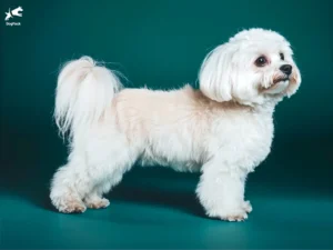 Coton de Tulear dog breed full body view standing against green background