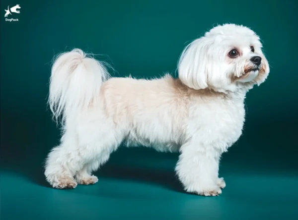 Coton de Tulear