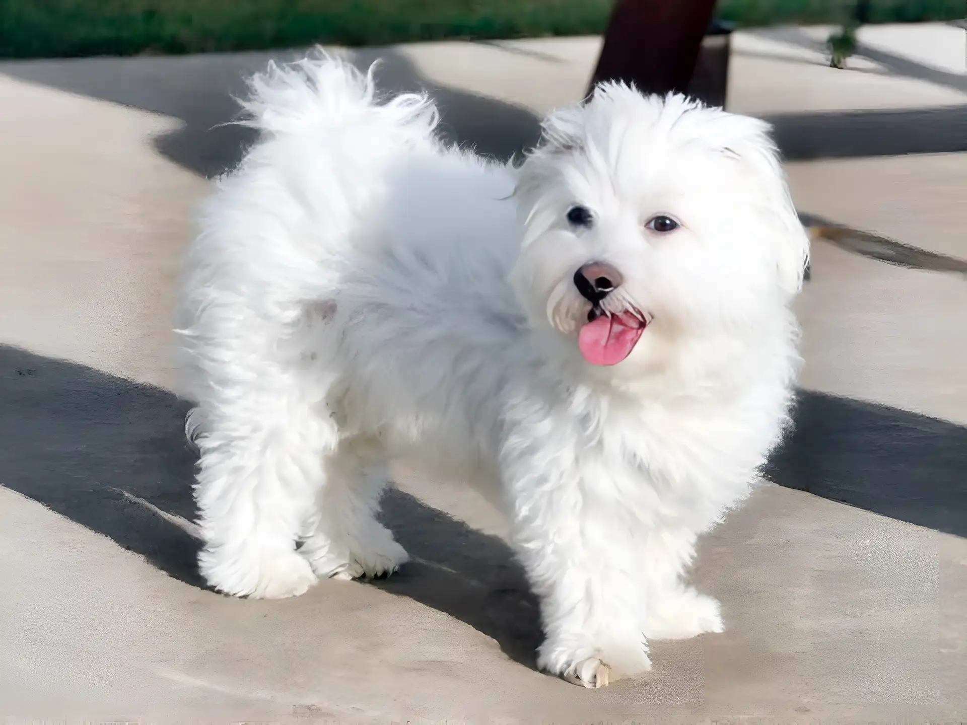 Coton de Tulear with fluffy white coat standing on pavement outdoors