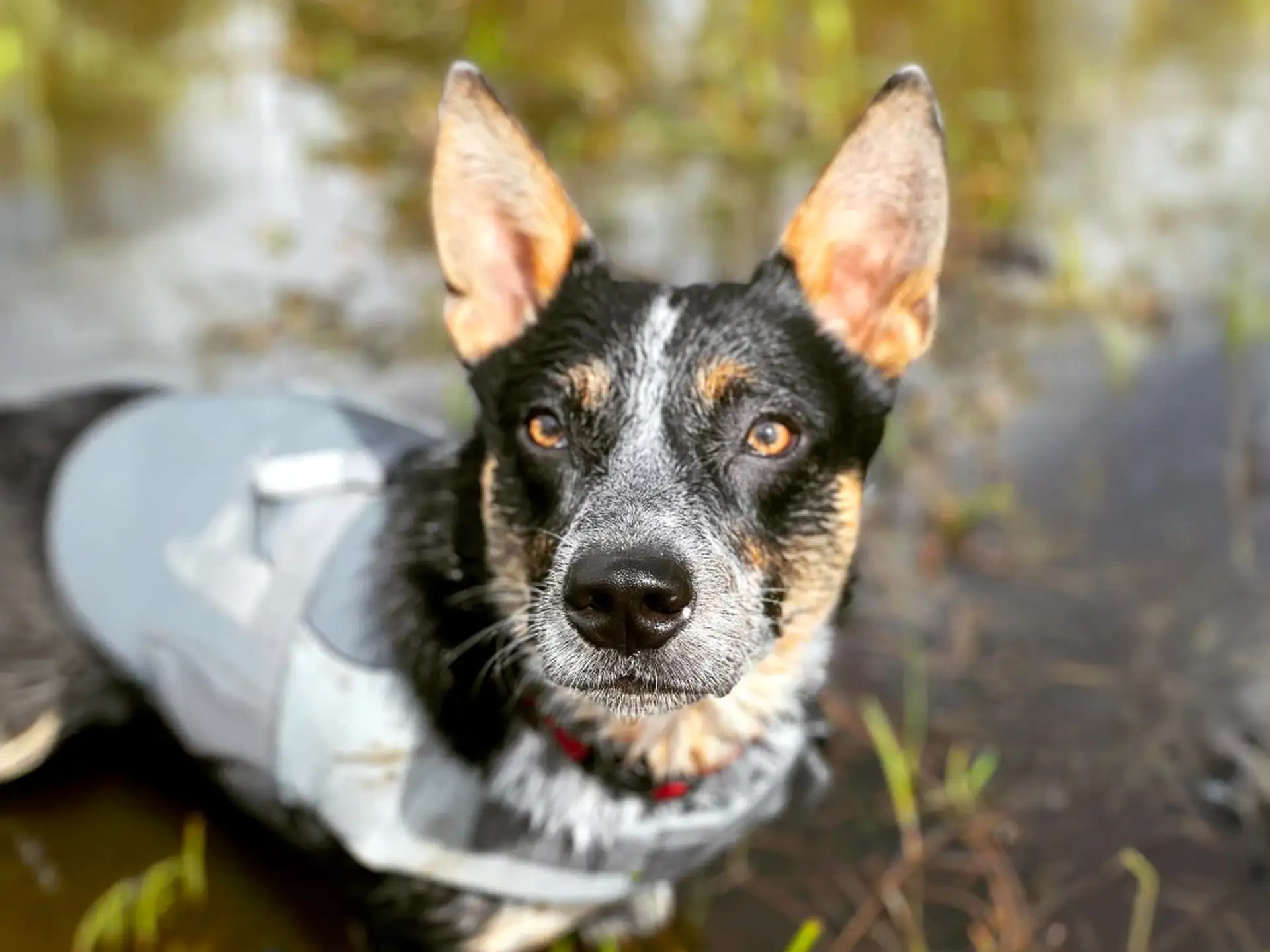 Cowboy Corgi with alert ears, wearing a vest, standing in shallow water