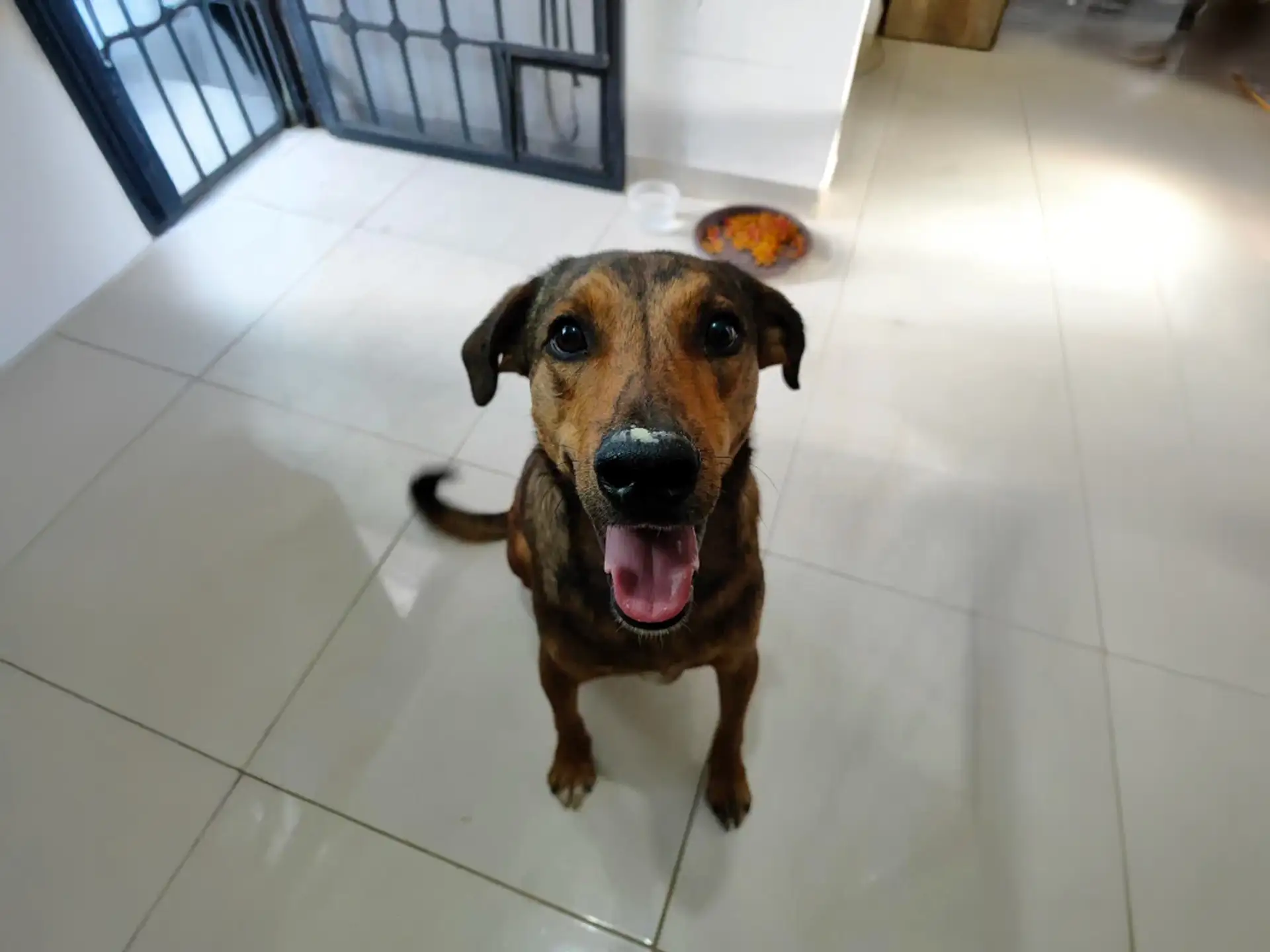 Happy Creole Shepherd dog with a brindle coat sitting indoors on tiled floor.