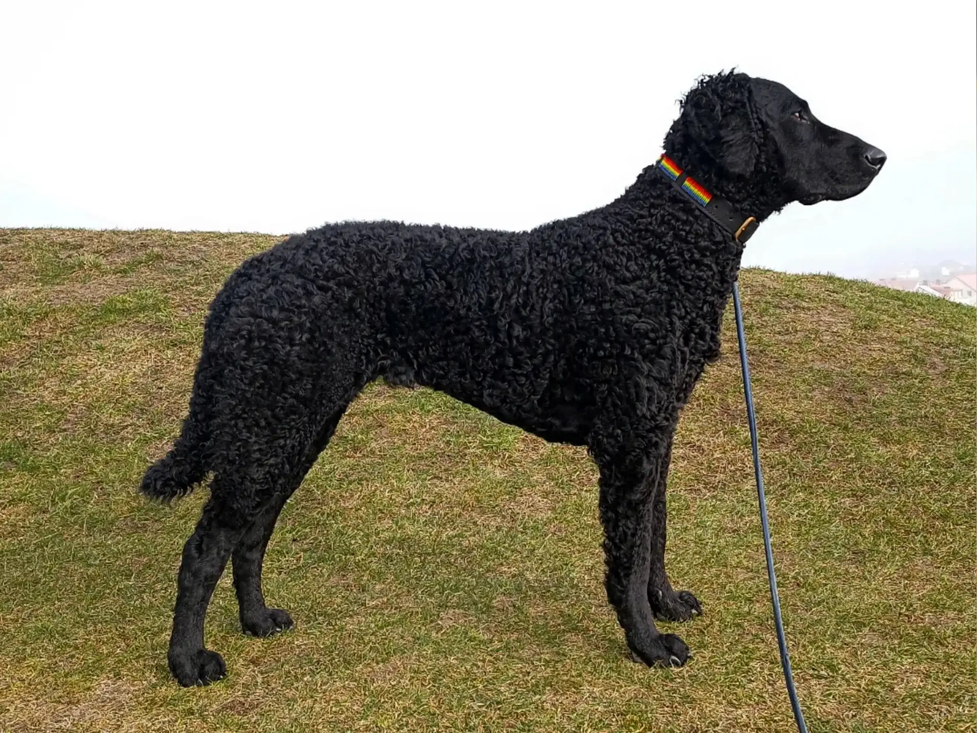 Curly-Coated Retriever standing on grassy hill in profile view.