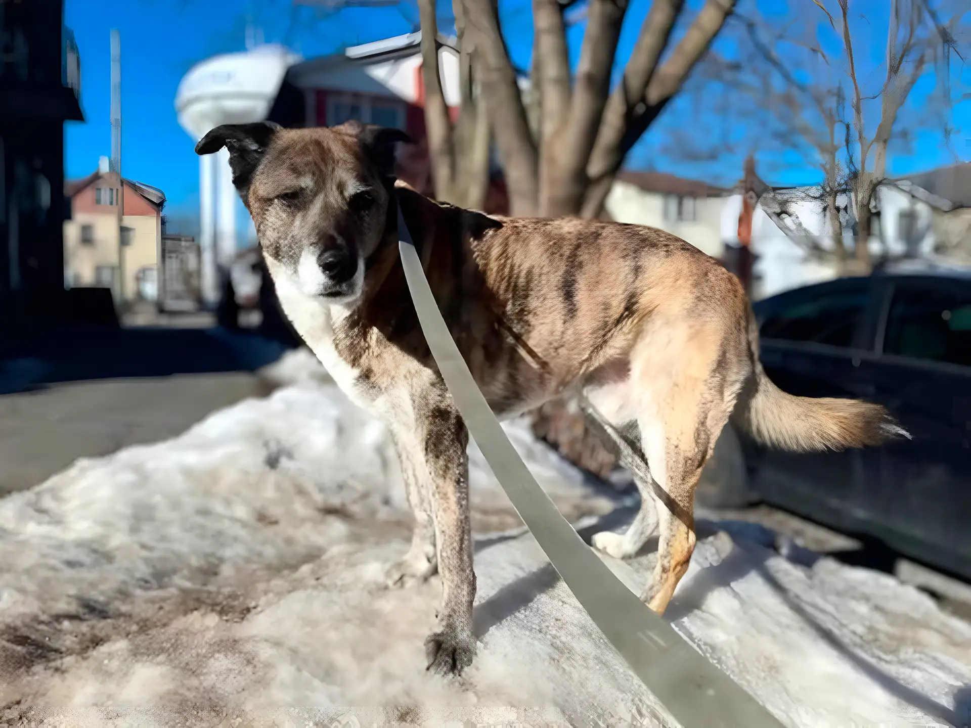 Cursinu dog with brindle coat standing on a snowy path.