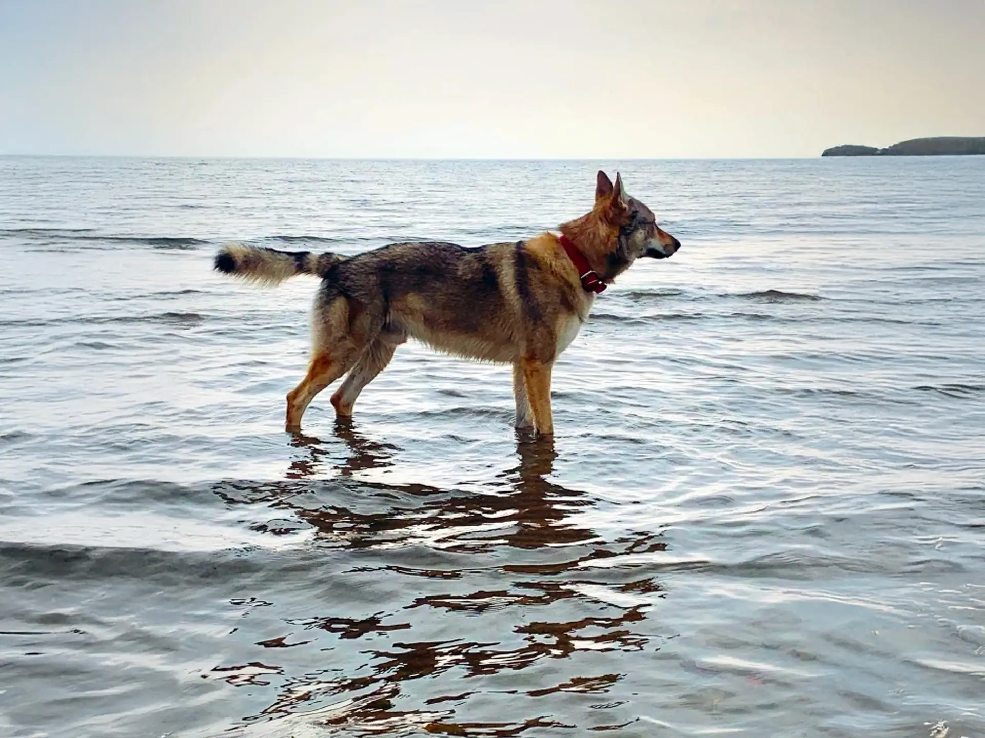 Czechoslovakian Wolfdog standing in shallow water at the beach.