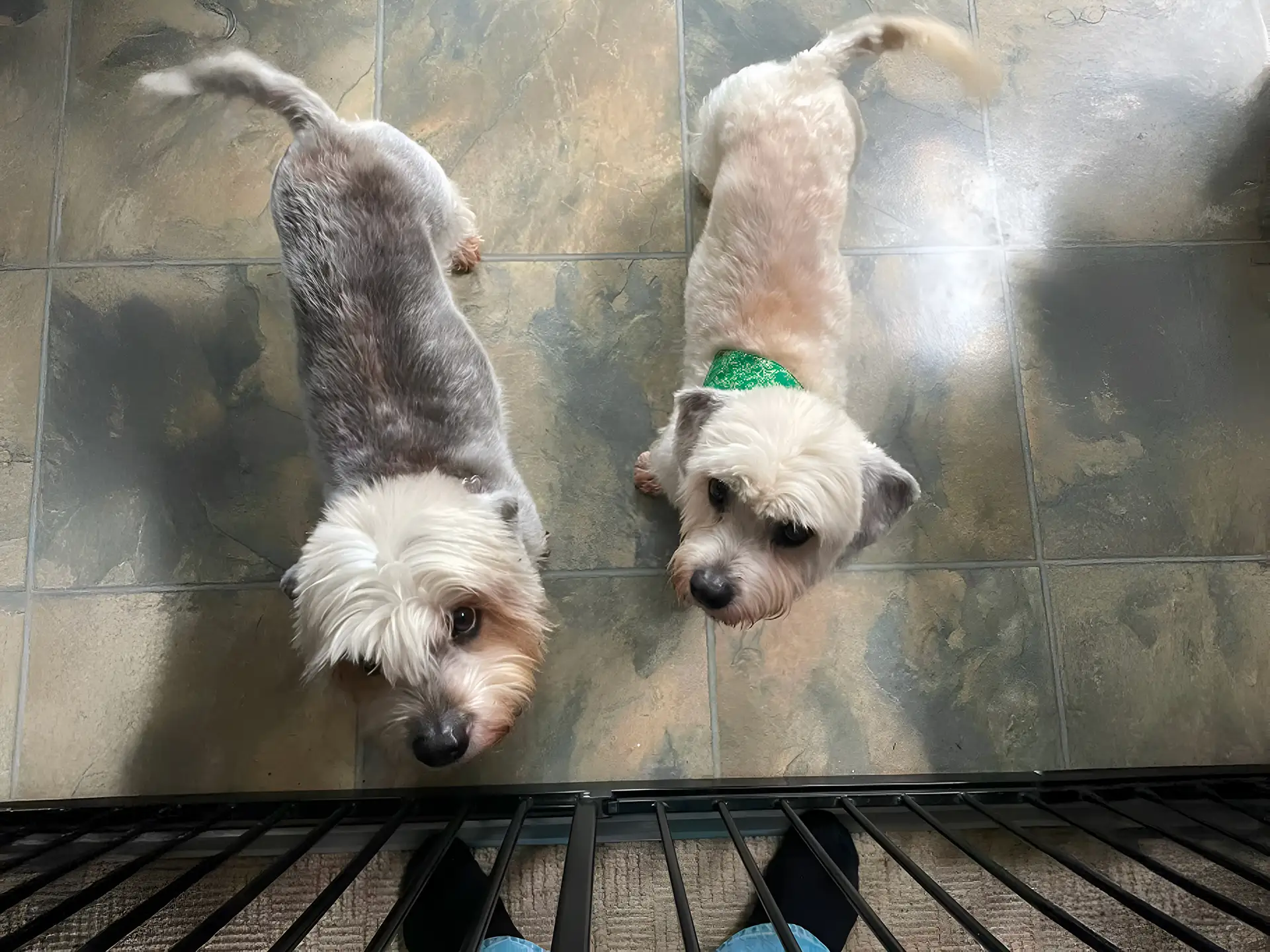 Two Dandie Dinmont Terriers with distinct haircuts standing on a tiled floor.