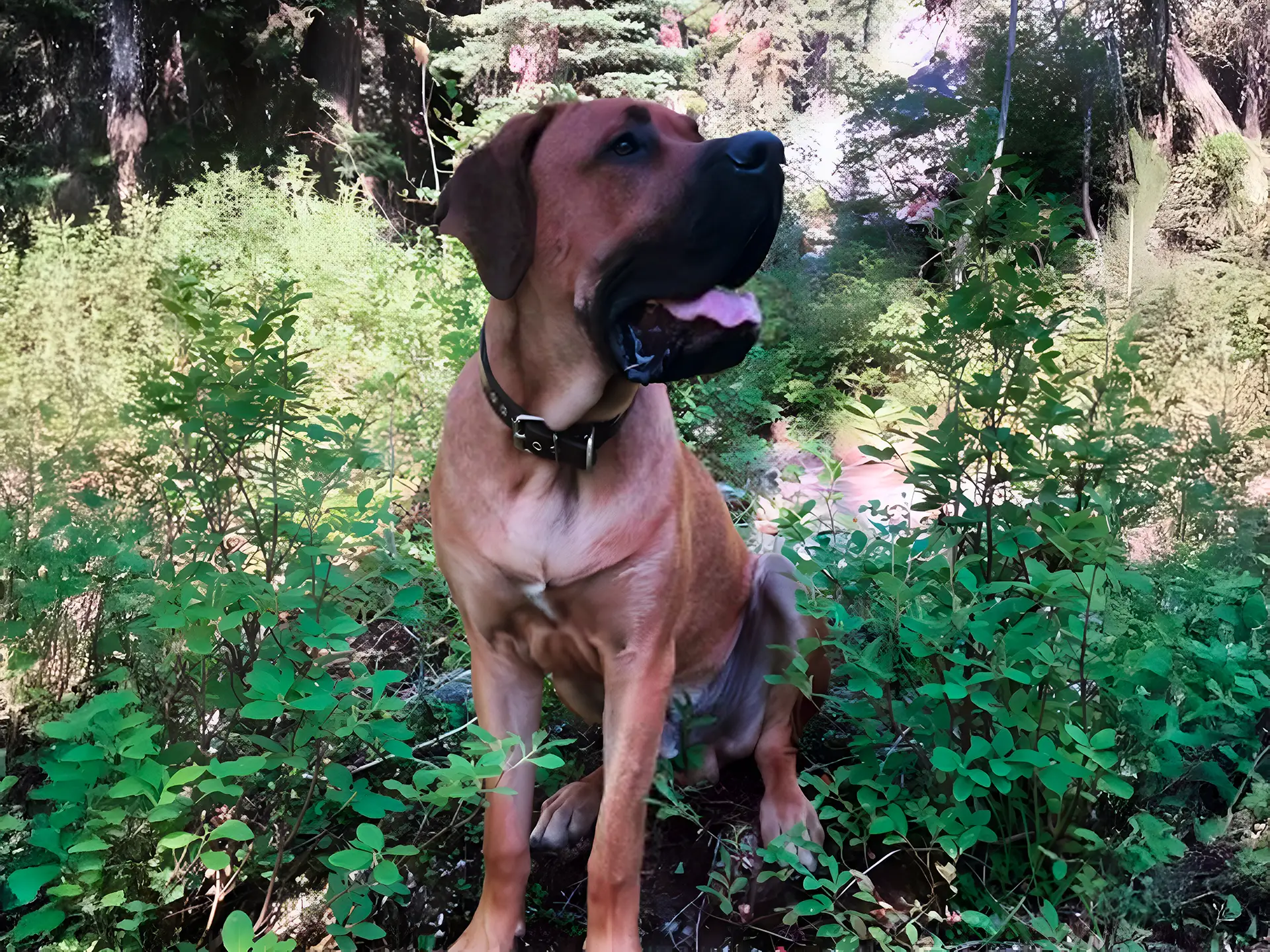 Daniff dog sitting in a lush, green forest area