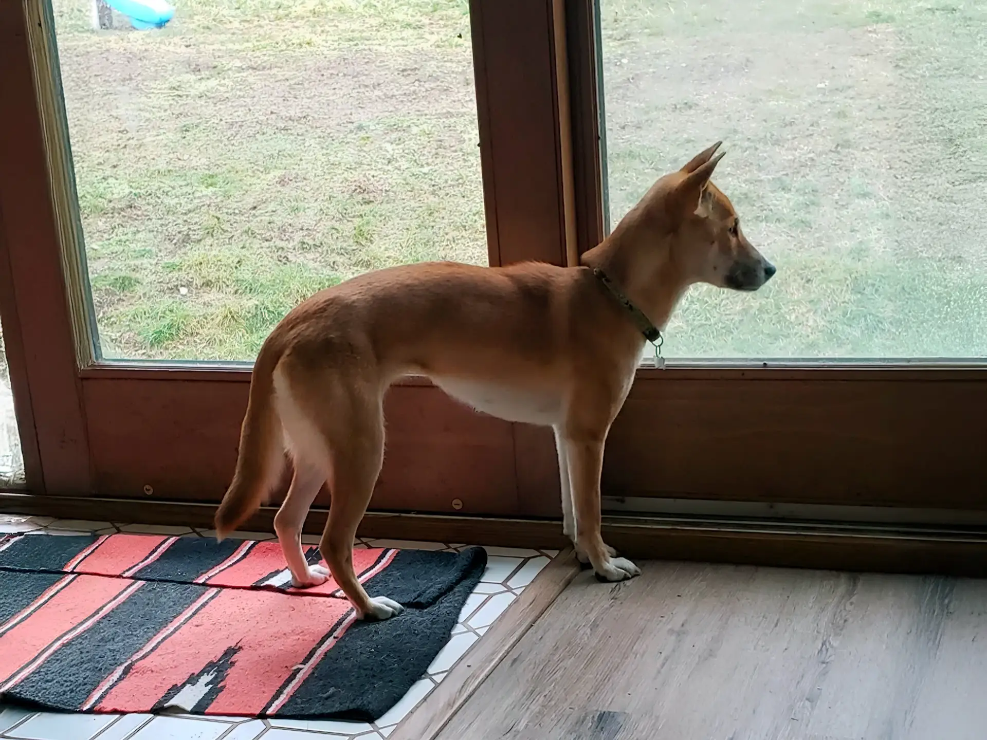 Dingo standing indoors, gazing out through a glass door