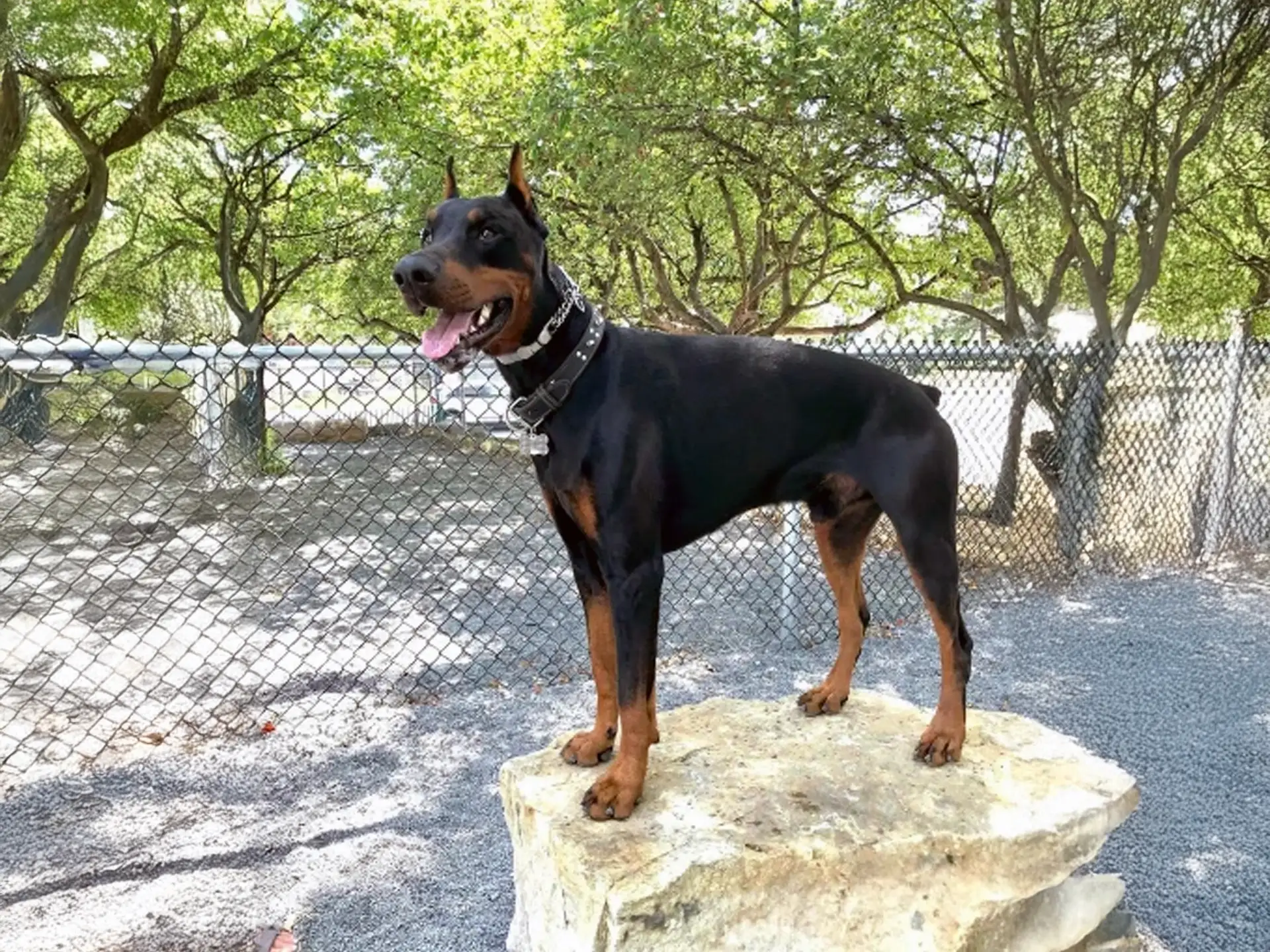 Doberman Pinscher standing on a rock at a fenced park